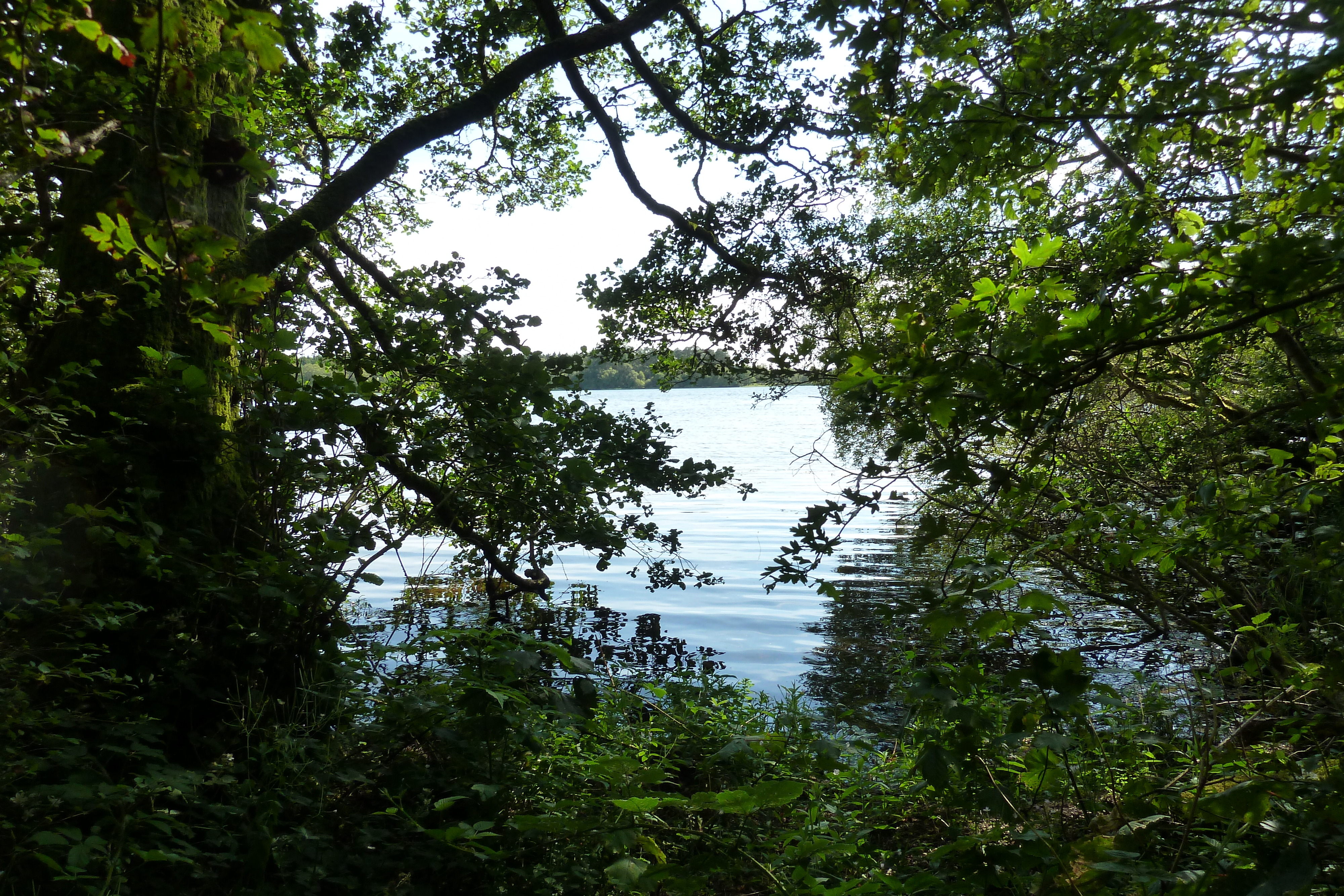 照片 英国(United Kingdom) 苏格兰(Scotland) 英奇马霍姆修道院(Inchmahome Priory) 2011-07 52