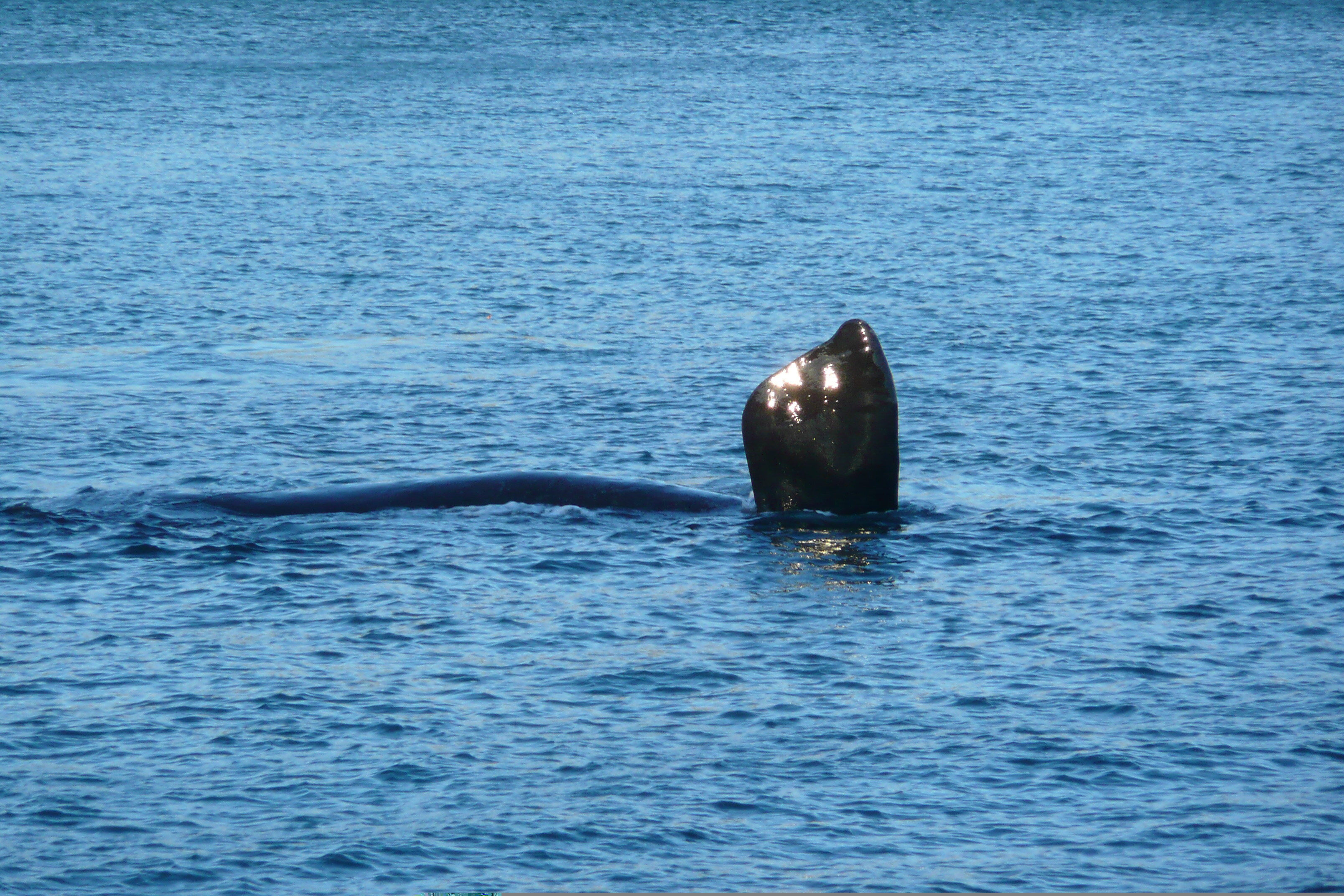 照片 南非(South Africa) 赫曼努斯(Harmanus) 2008-09 82