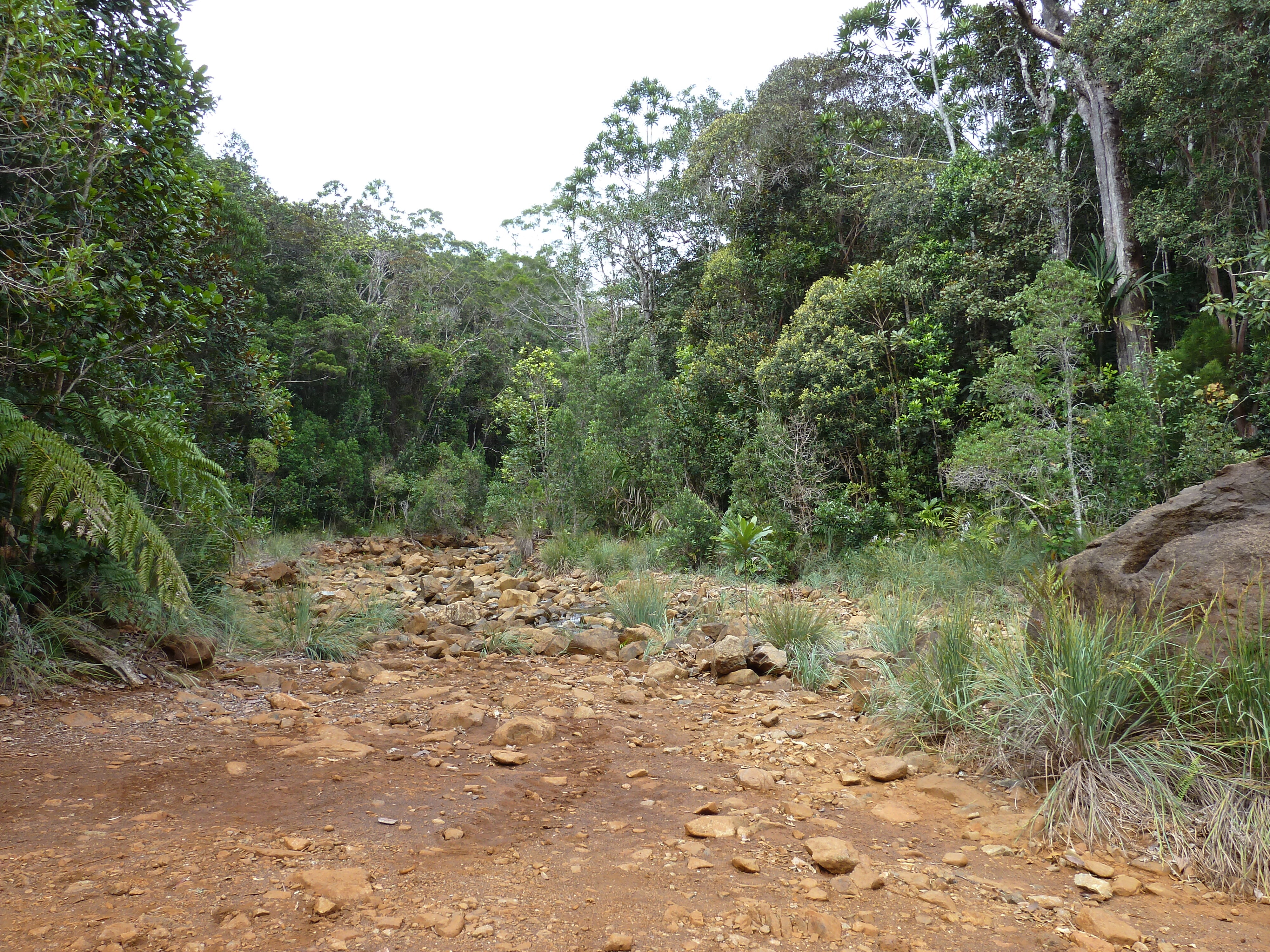 照片 新喀里多尼亚(New Caledonia) 蓝河公园(Parc de la Riviere Bleue) 2010-05 81