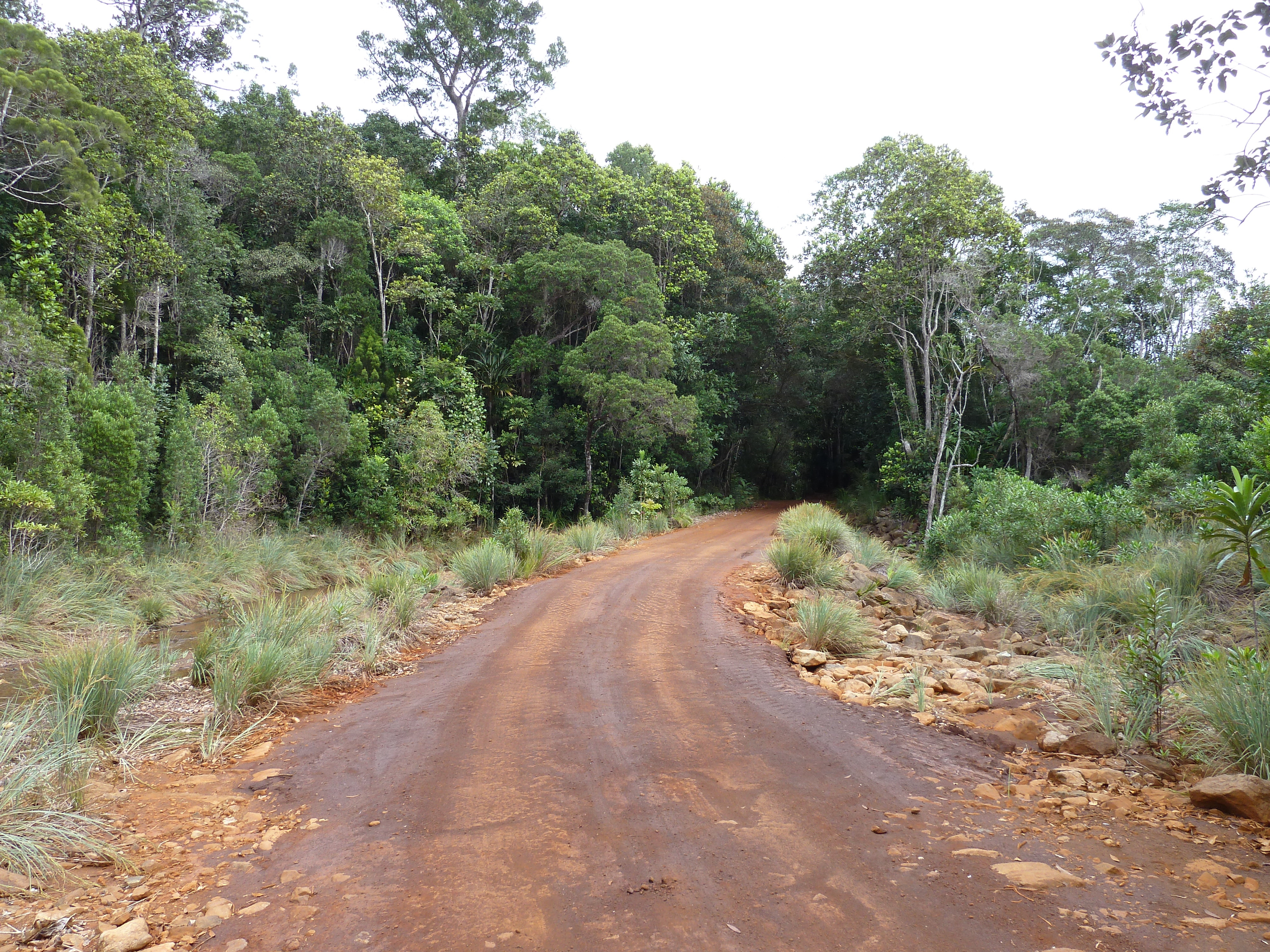 照片 新喀里多尼亚(New Caledonia) 蓝河公园(Parc de la Riviere Bleue) 2010-05 96