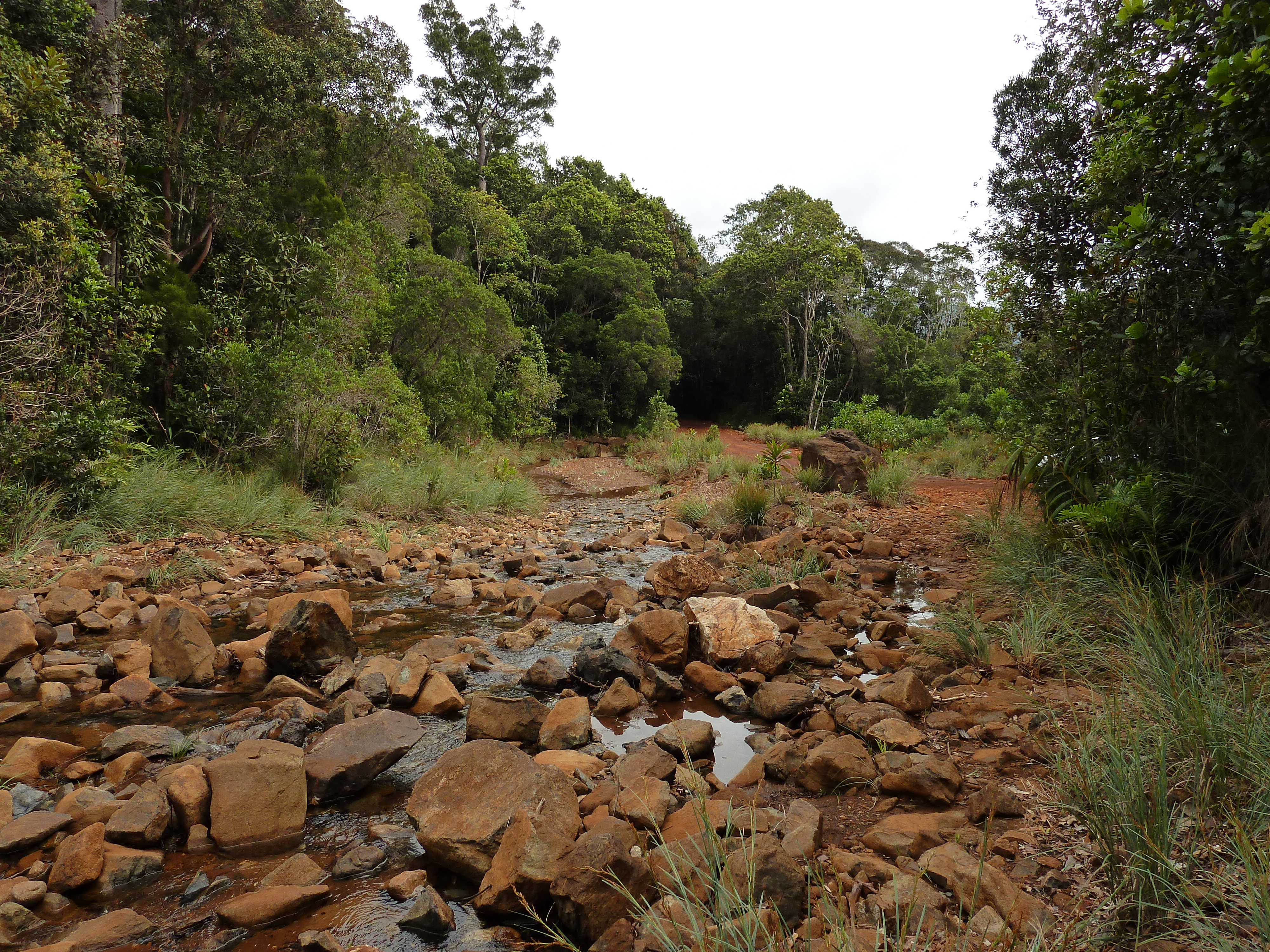 照片 新喀里多尼亚(New Caledonia) 蓝河公园(Parc de la Riviere Bleue) 2010-05 126