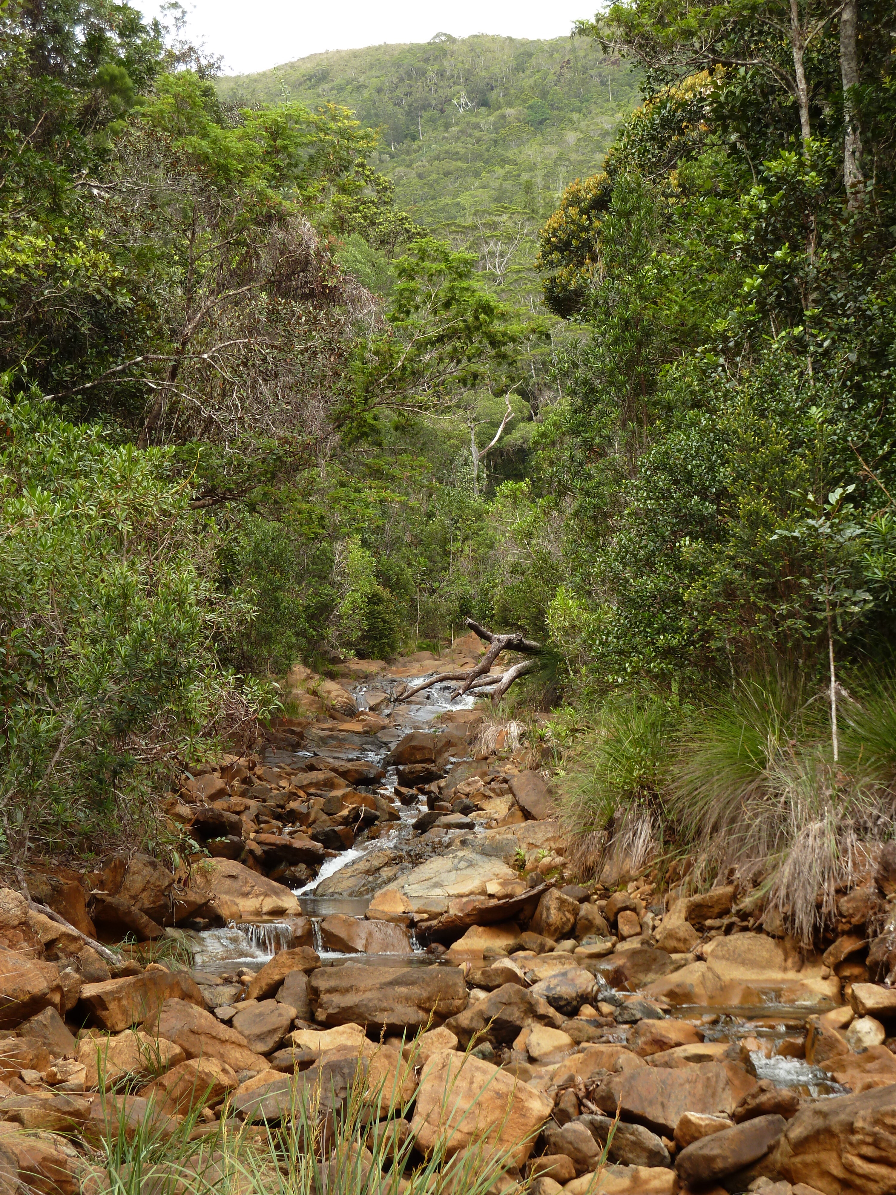照片 新喀里多尼亚(New Caledonia) 蓝河公园(Parc de la Riviere Bleue) 2010-05 112