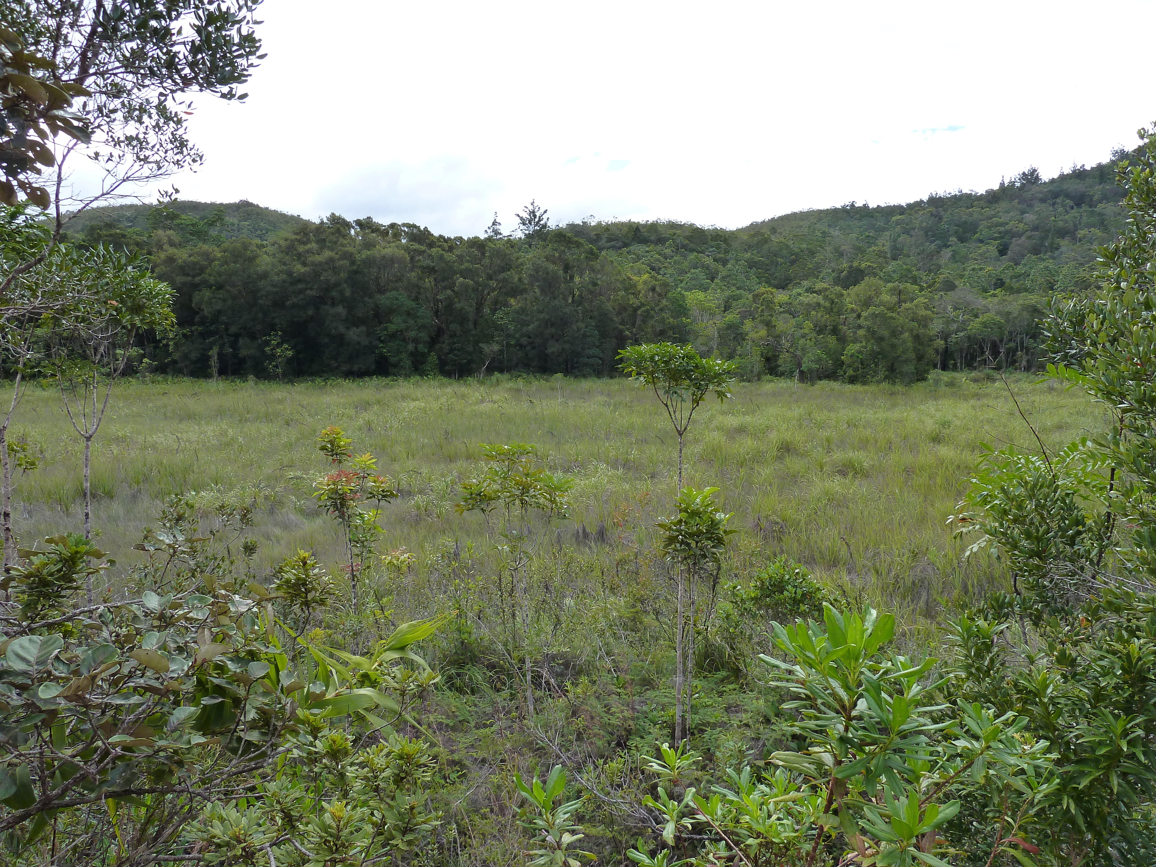 照片 新喀里多尼亚(New Caledonia) 蓝河公园(Parc de la Riviere Bleue) 2010-05 39