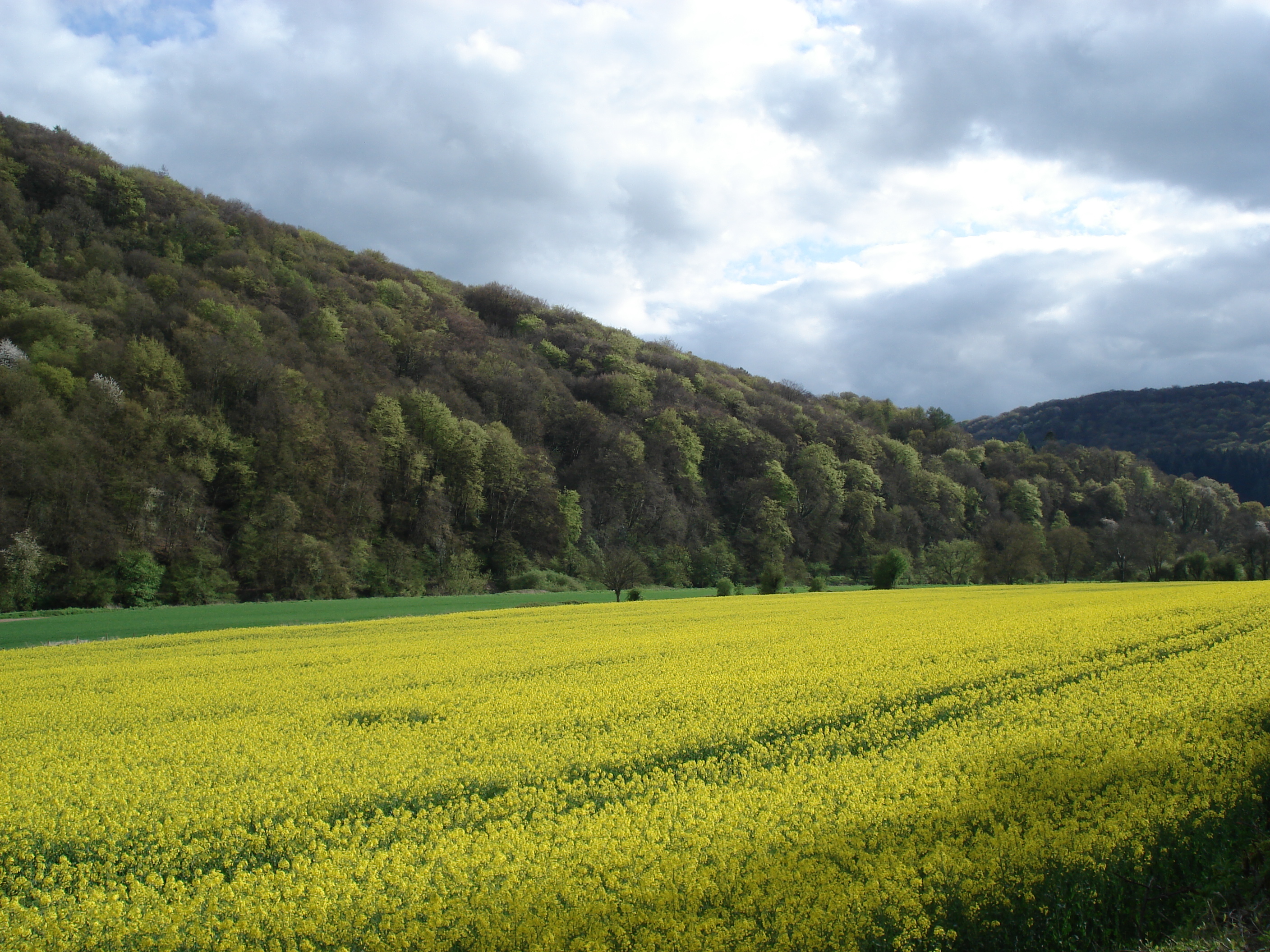 照片 英国(United Kingdom) 瓦伊河谷(Wye Valley) 2006-05 29
