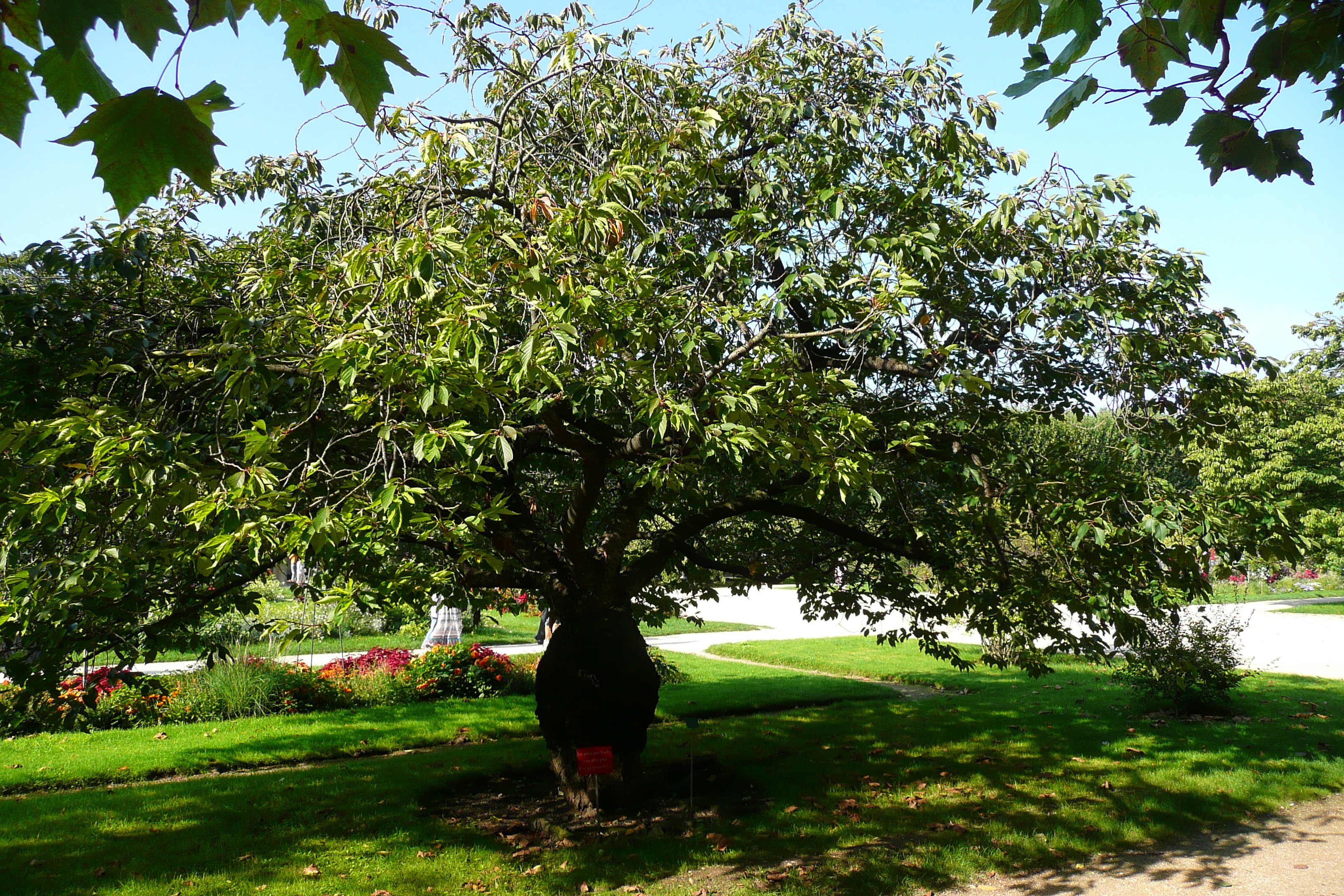 照片 法国(France) 巴黎(Paris) 巴黎植物园(Jardin des Plantes) 2007-08 2