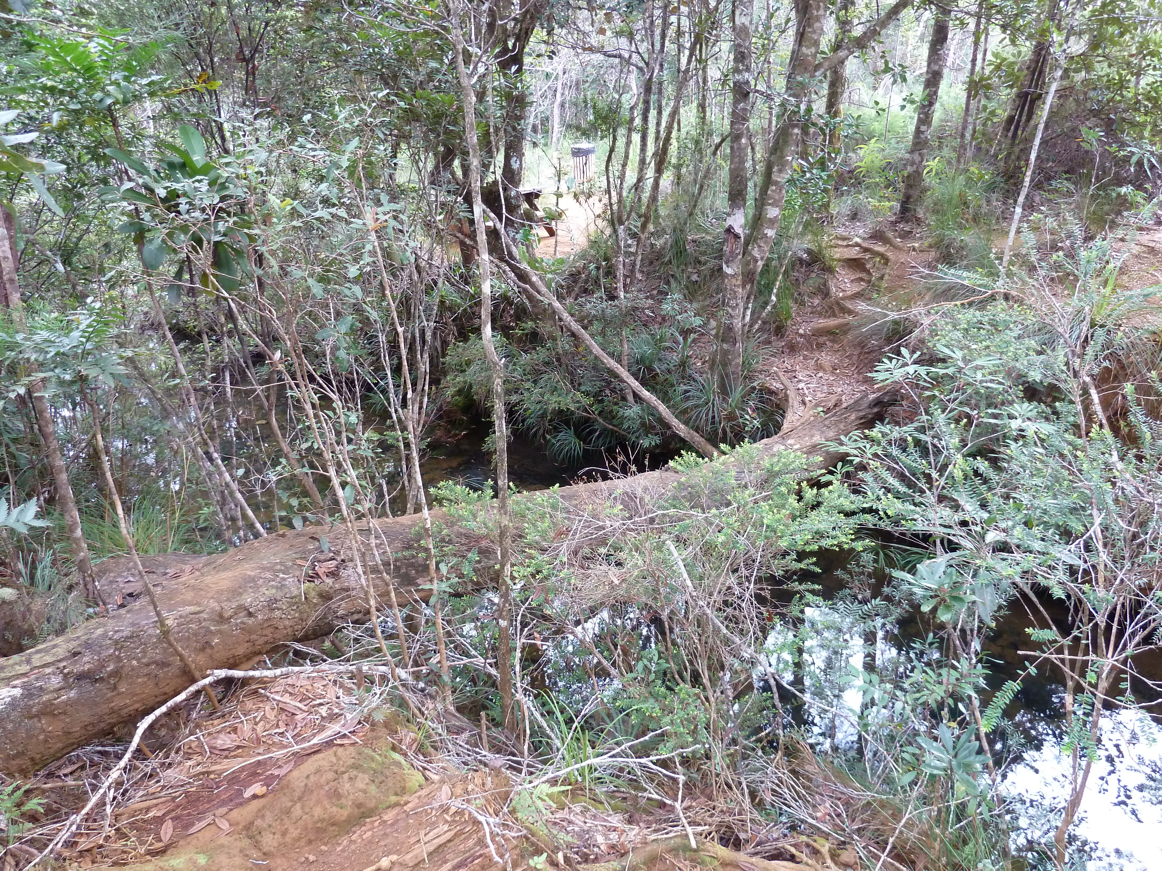 照片 新喀里多尼亚(New Caledonia) 蓝河公园(Parc de la Riviere Bleue) 2010-05 63