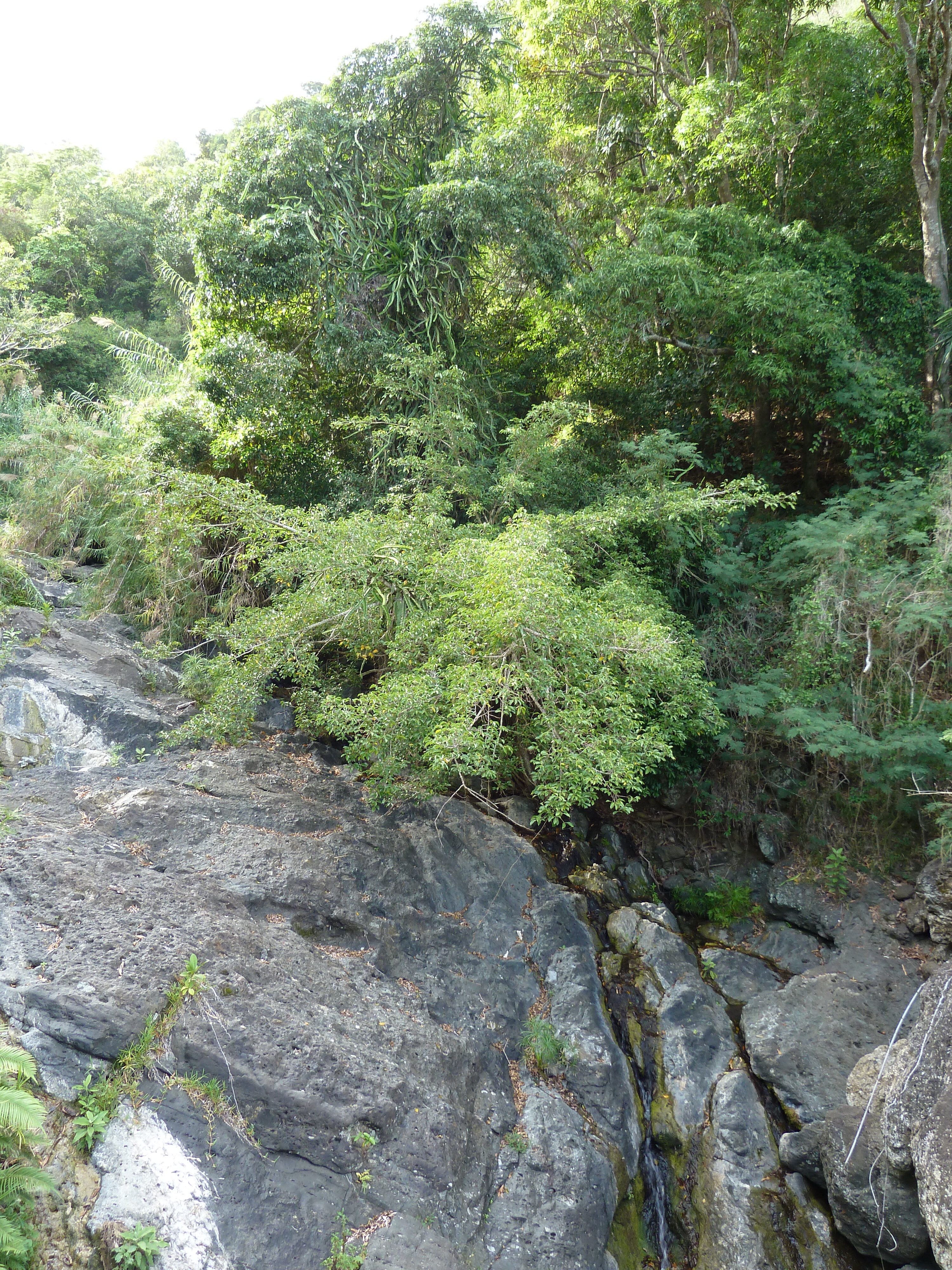 照片 新喀里多尼亚(New Caledonia) 通图塔至蒂奥公路(Tontouta to Thio road) 2010-05 40