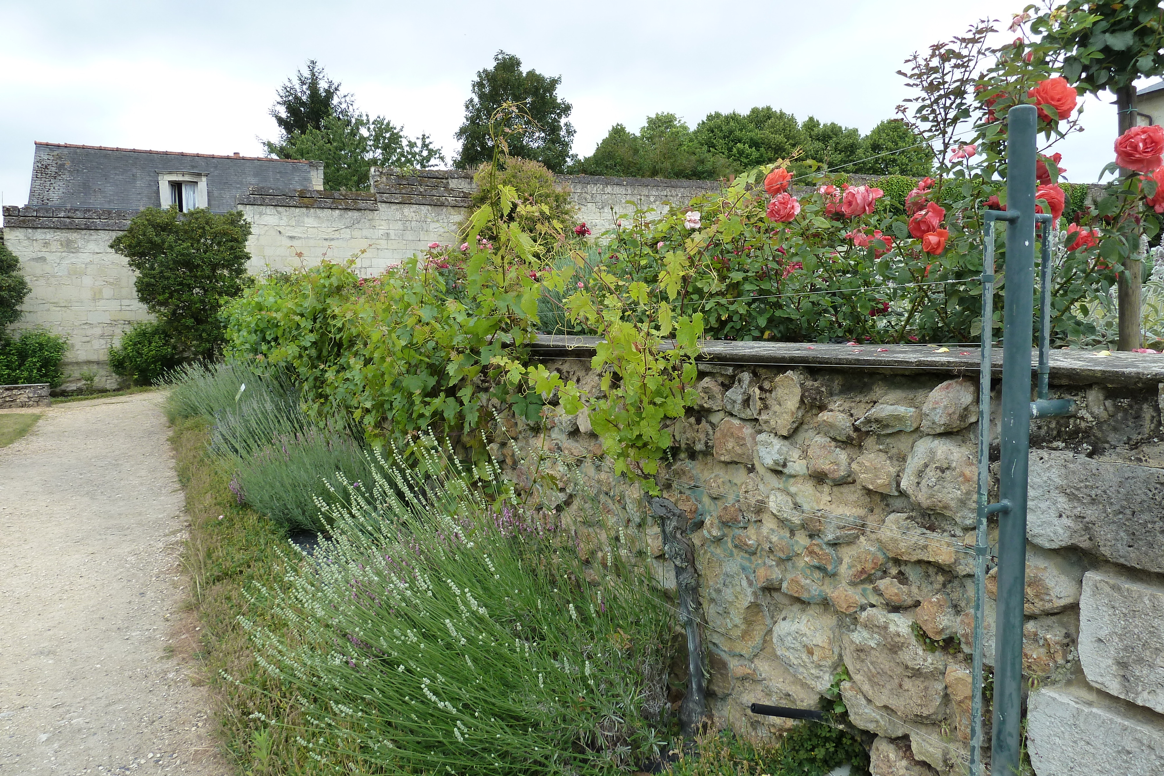 照片 法国(France) 丰特夫罗(Fontevraud) 2011-05 107