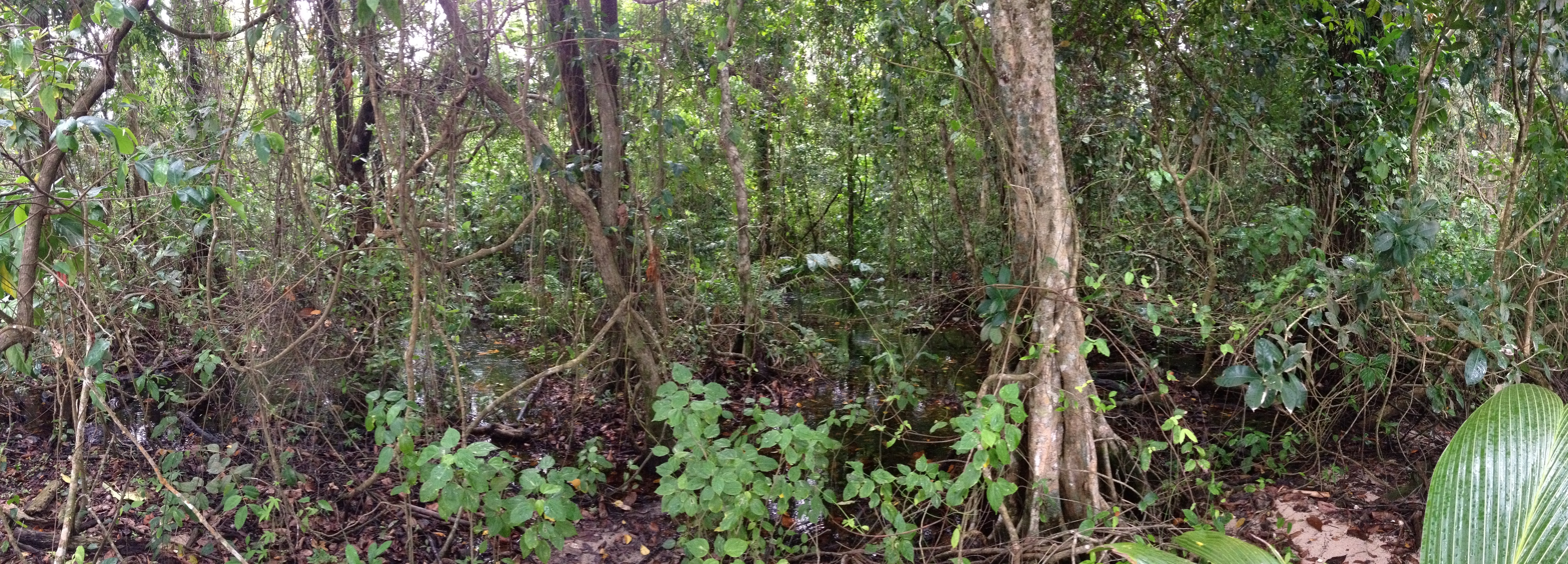 照片 哥斯达黎加(Costa Rica) 卡维塔(Cahuita) 2015-03 224
