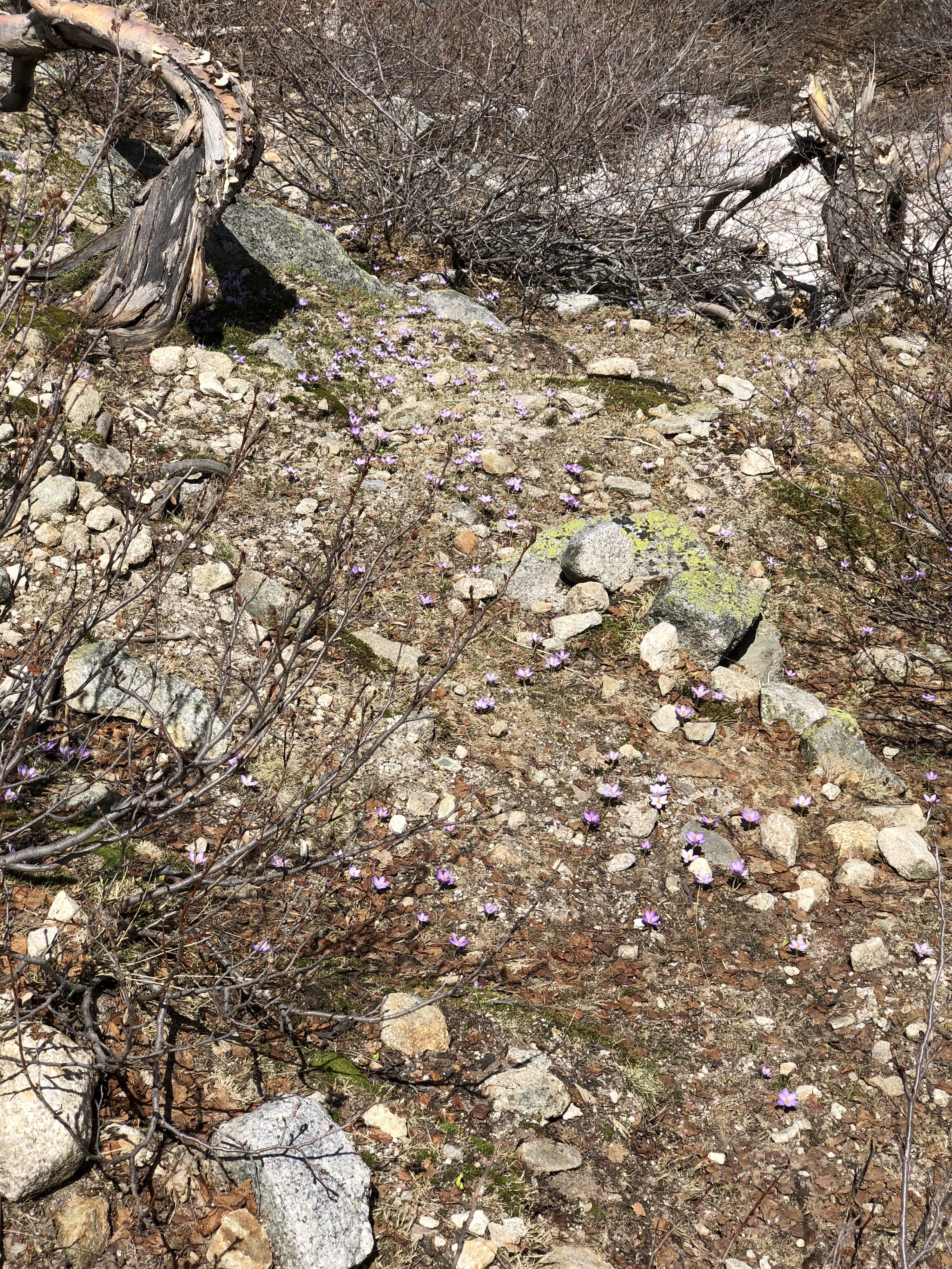 照片 法国(France) 科西嘉岛(Corsica) 梅洛湖和卡皮泰洛湖(Lac de Melo et Capitello) 2021-06 275