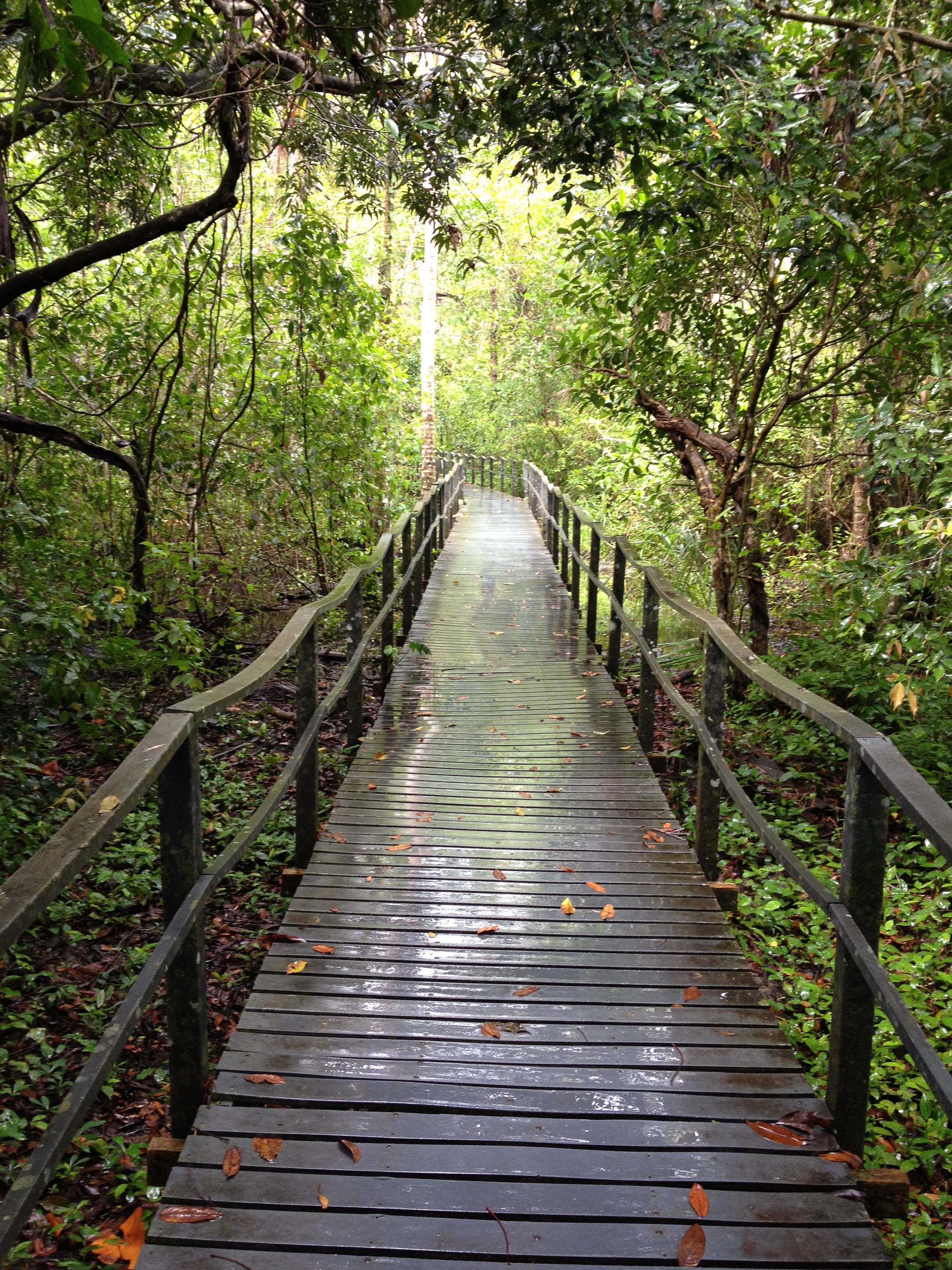 照片 哥斯达黎加(Costa Rica) 卡维塔(Cahuita) 2015-03 259