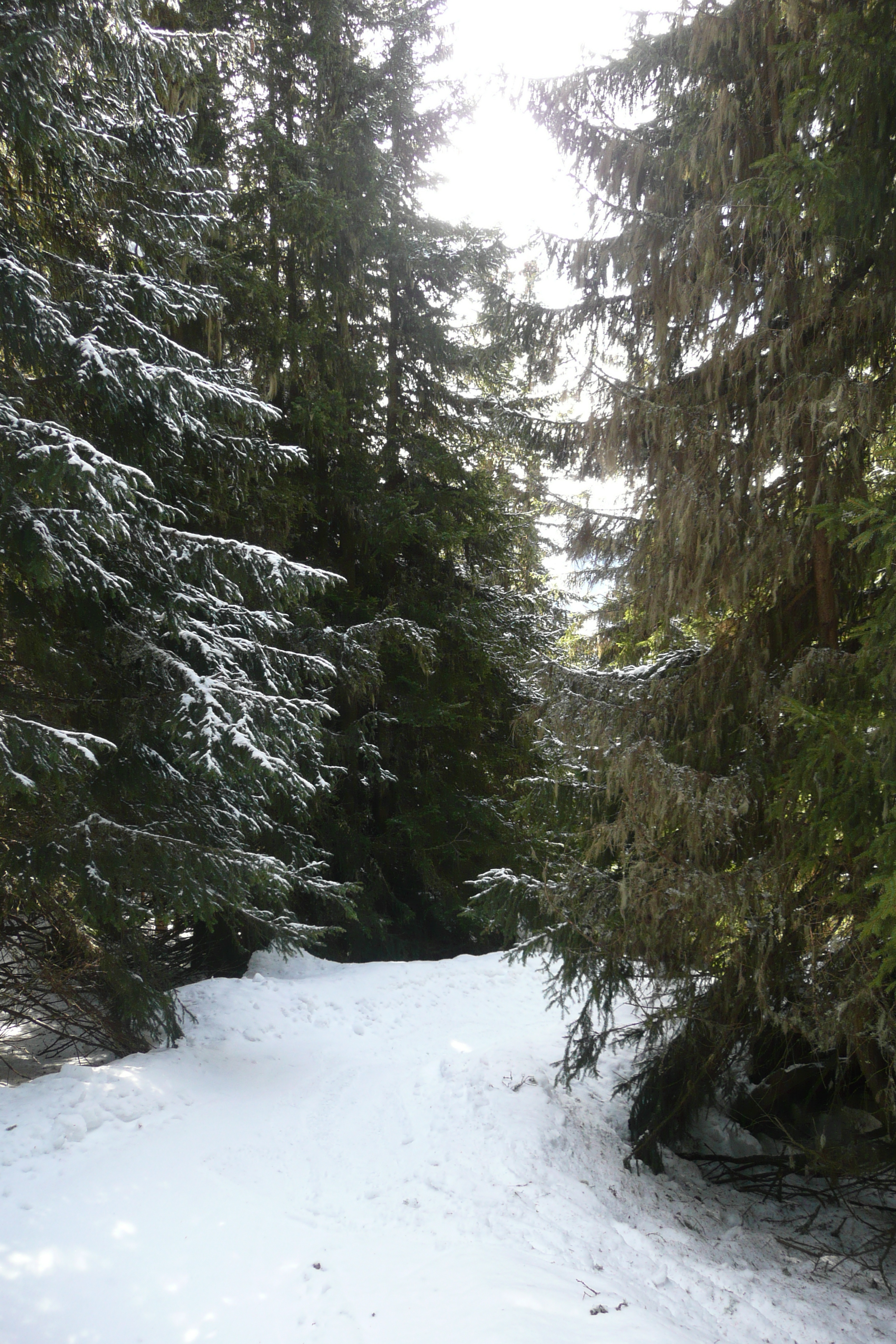 照片 法国(France) 梅杰夫(Megeve) 阿尔布瓦山(Mont d'Arbois) 2010-02 276