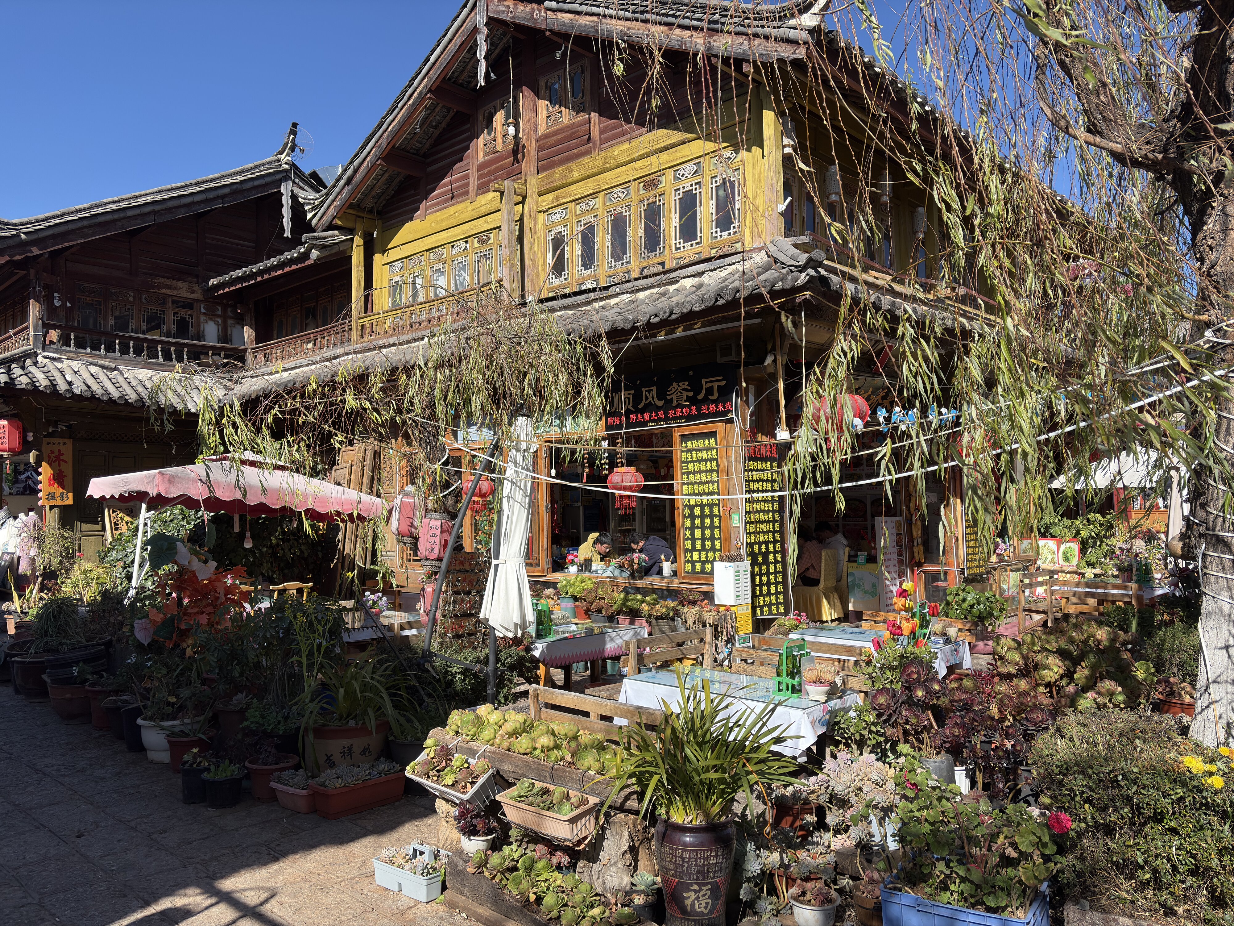照片 中国(China) 丽江(Lijiang) 2026-01 589