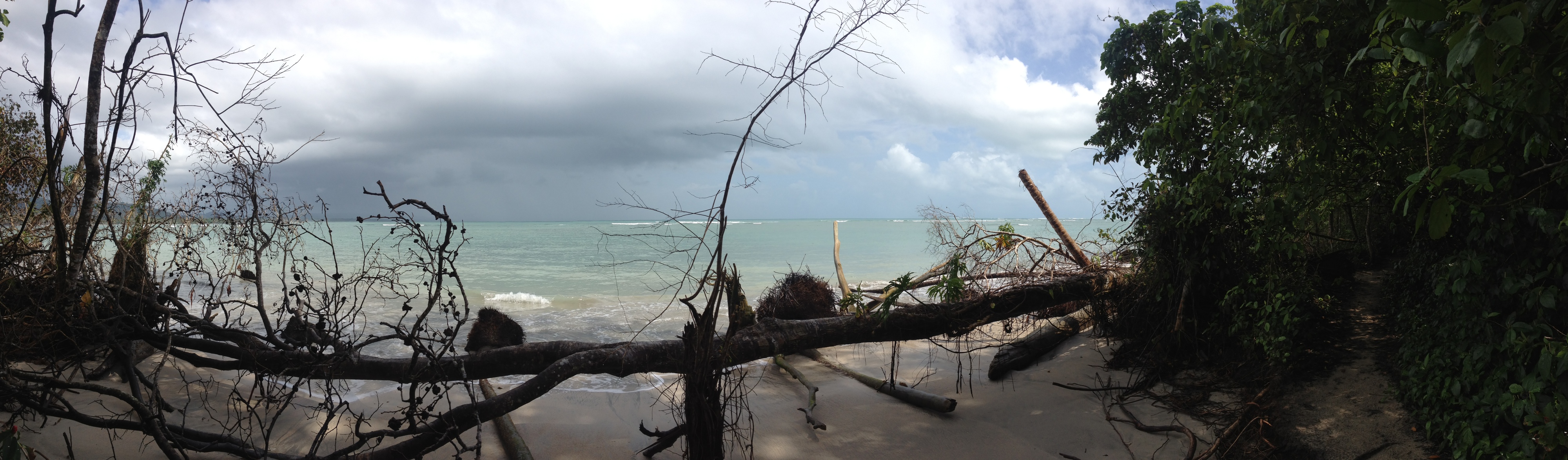 照片 哥斯达黎加(Costa Rica) 卡维塔(Cahuita) 2015-03 230