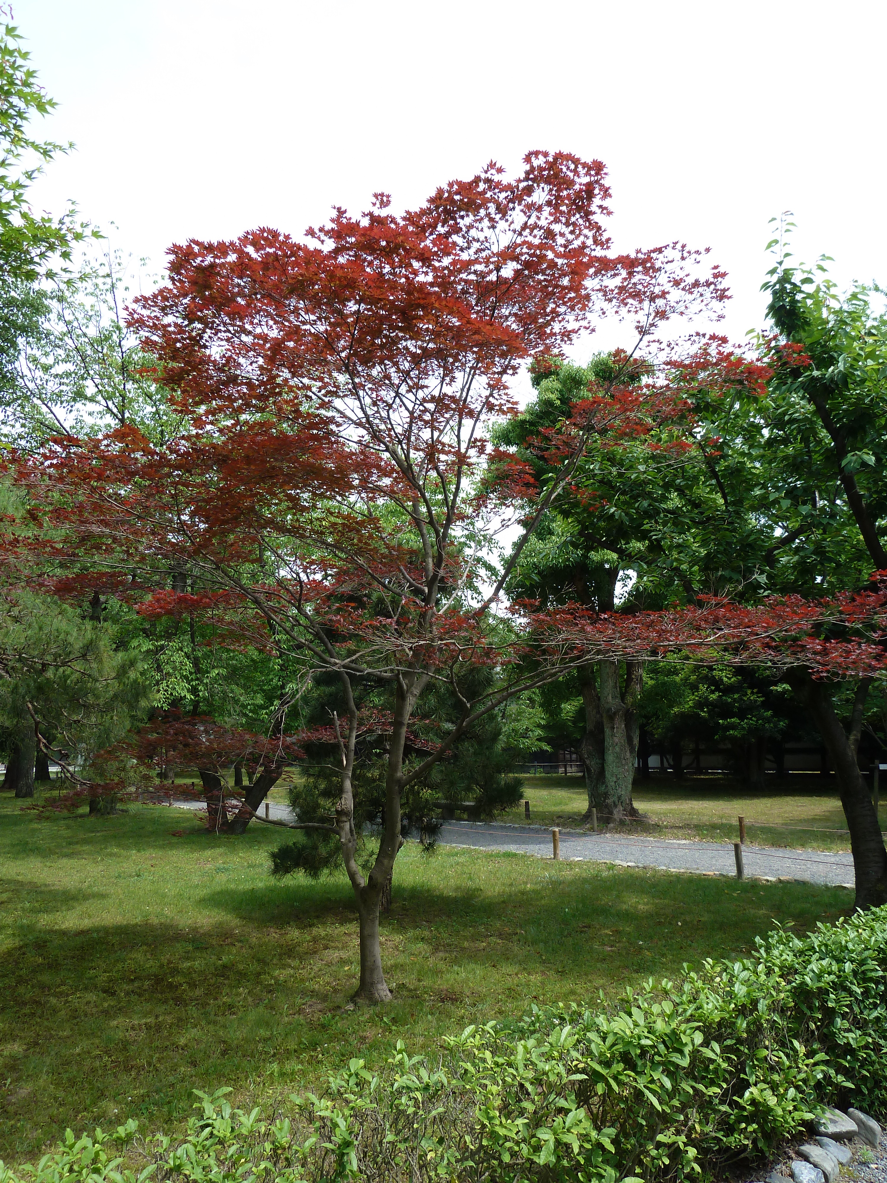 照片 日本(Japan) 京都(Kyoto) 二条城(Nijo Castle) 2010-06 113