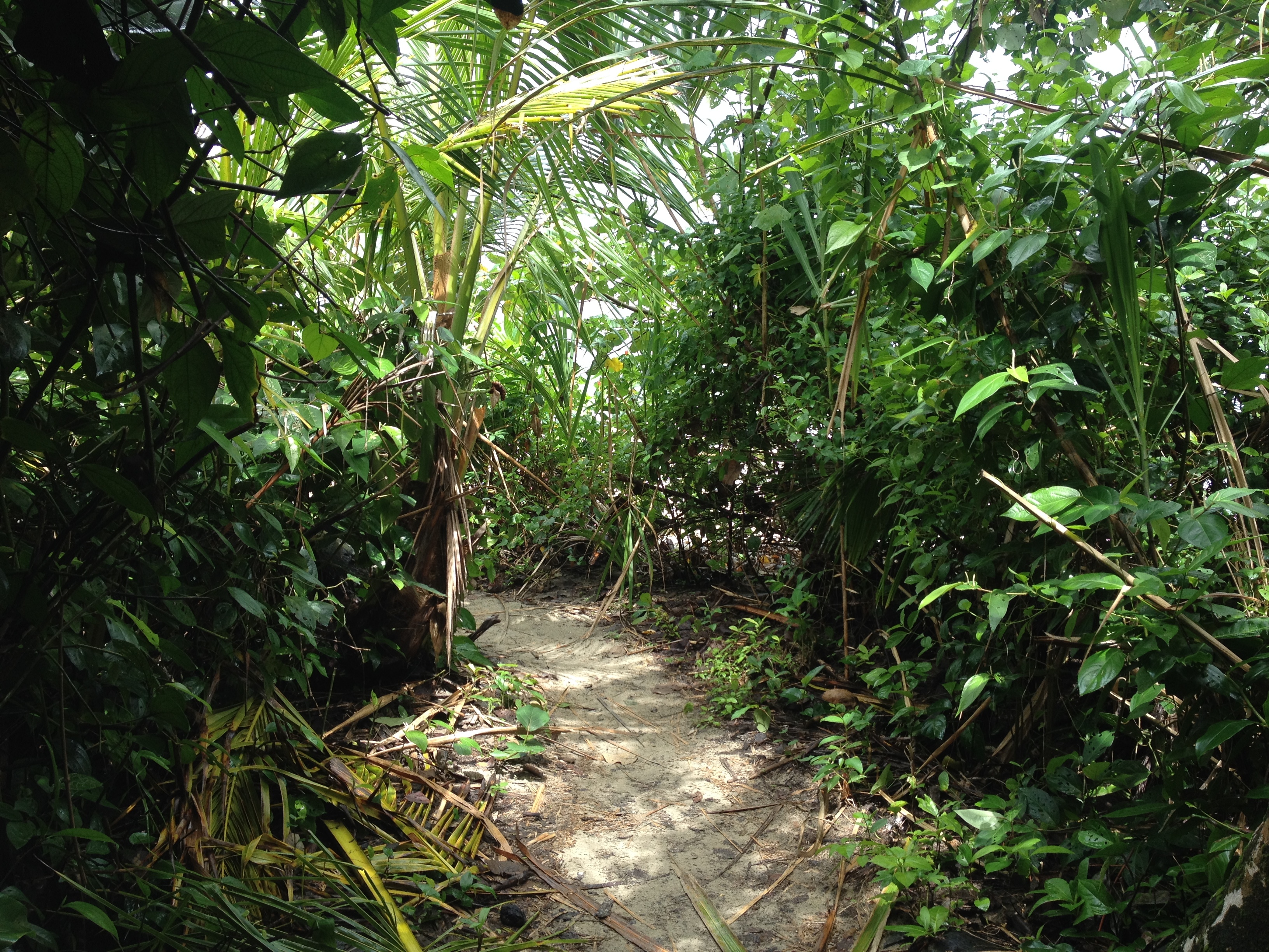照片 哥斯达黎加(Costa Rica) 卡维塔(Cahuita) 2015-03 79