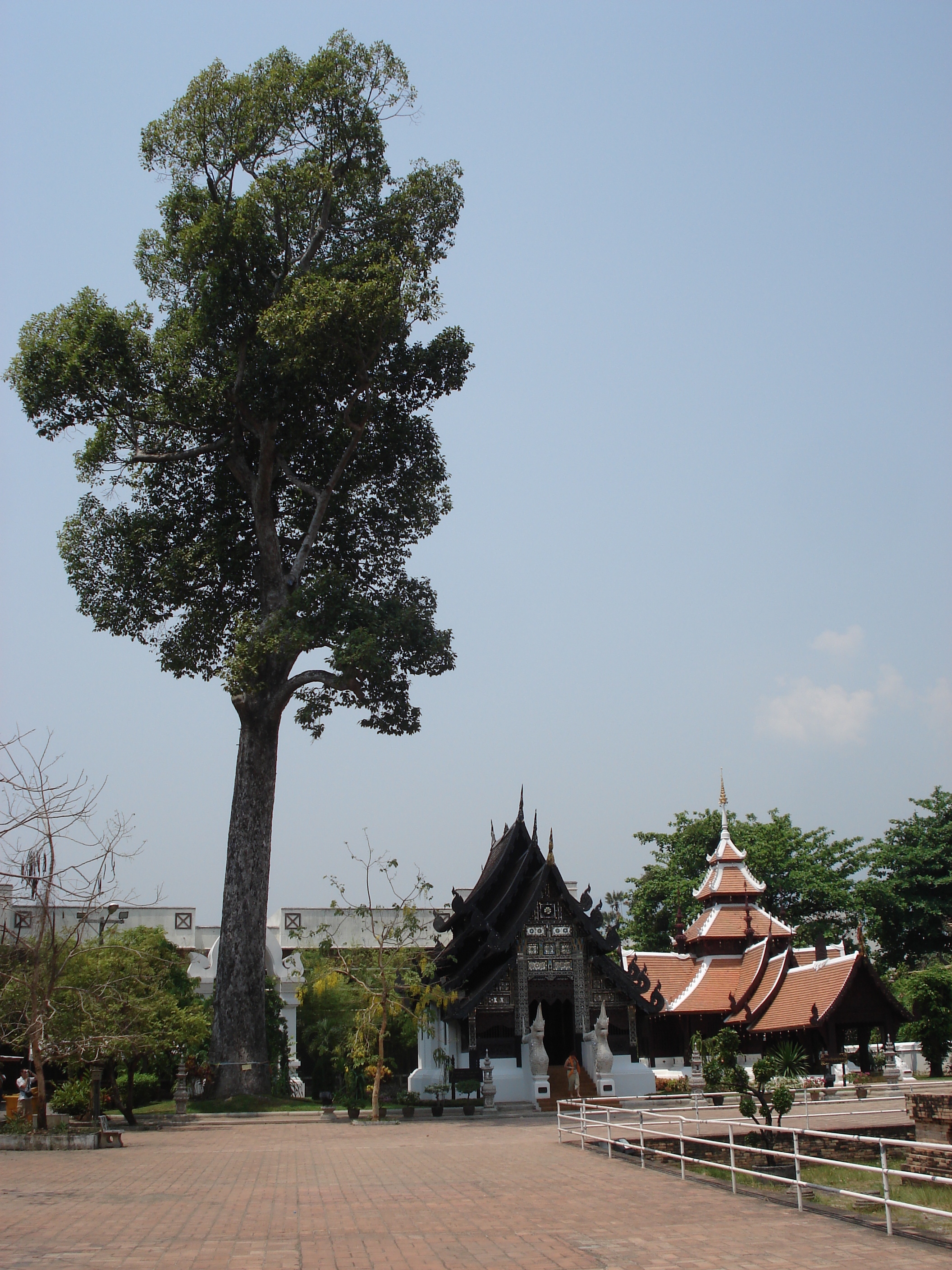 照片 泰国(Thailand) 清迈(Chiang Mai) 护城河内(Inside Canal) 契迪龙寺(Wat Chediluang Varaviharn temple) 2006-04 1