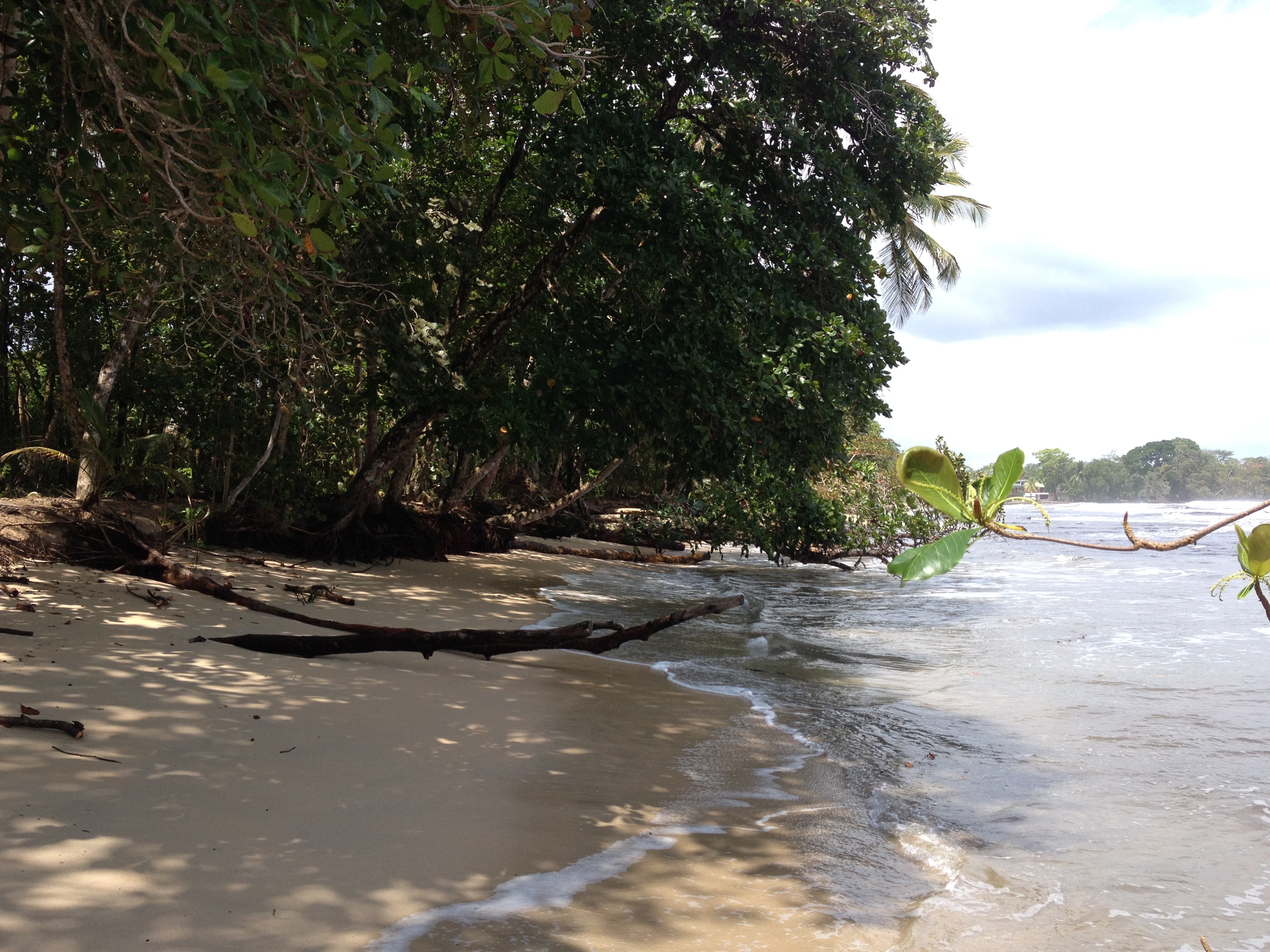 照片 哥斯达黎加(Costa Rica) 卡维塔(Cahuita) 2015-03 117