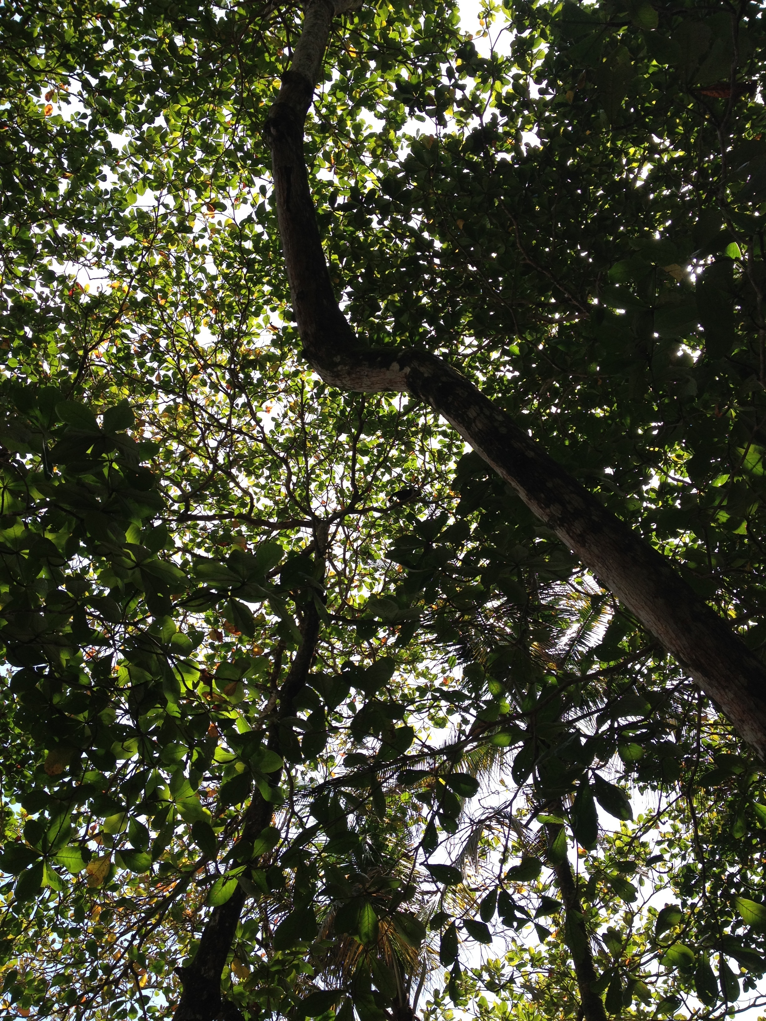 照片 哥斯达黎加(Costa Rica) 卡维塔(Cahuita) 2015-03 154