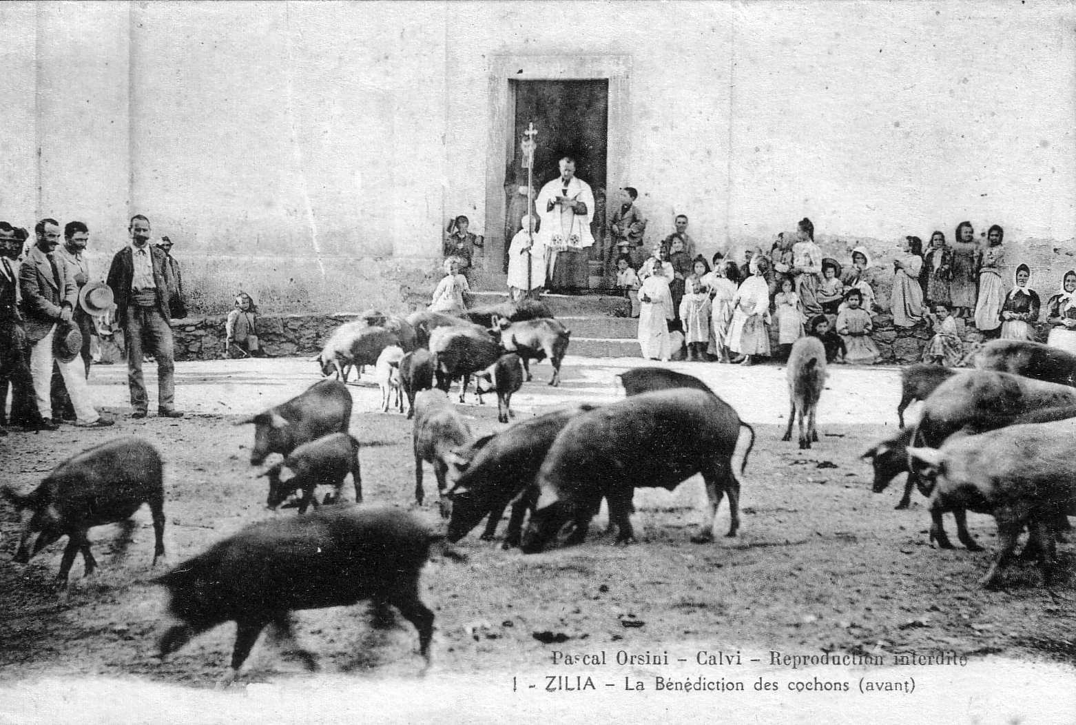 照片 法国(France) 科西嘉岛(Corsica) 老明信片(Old Postcards) 1900-01 59