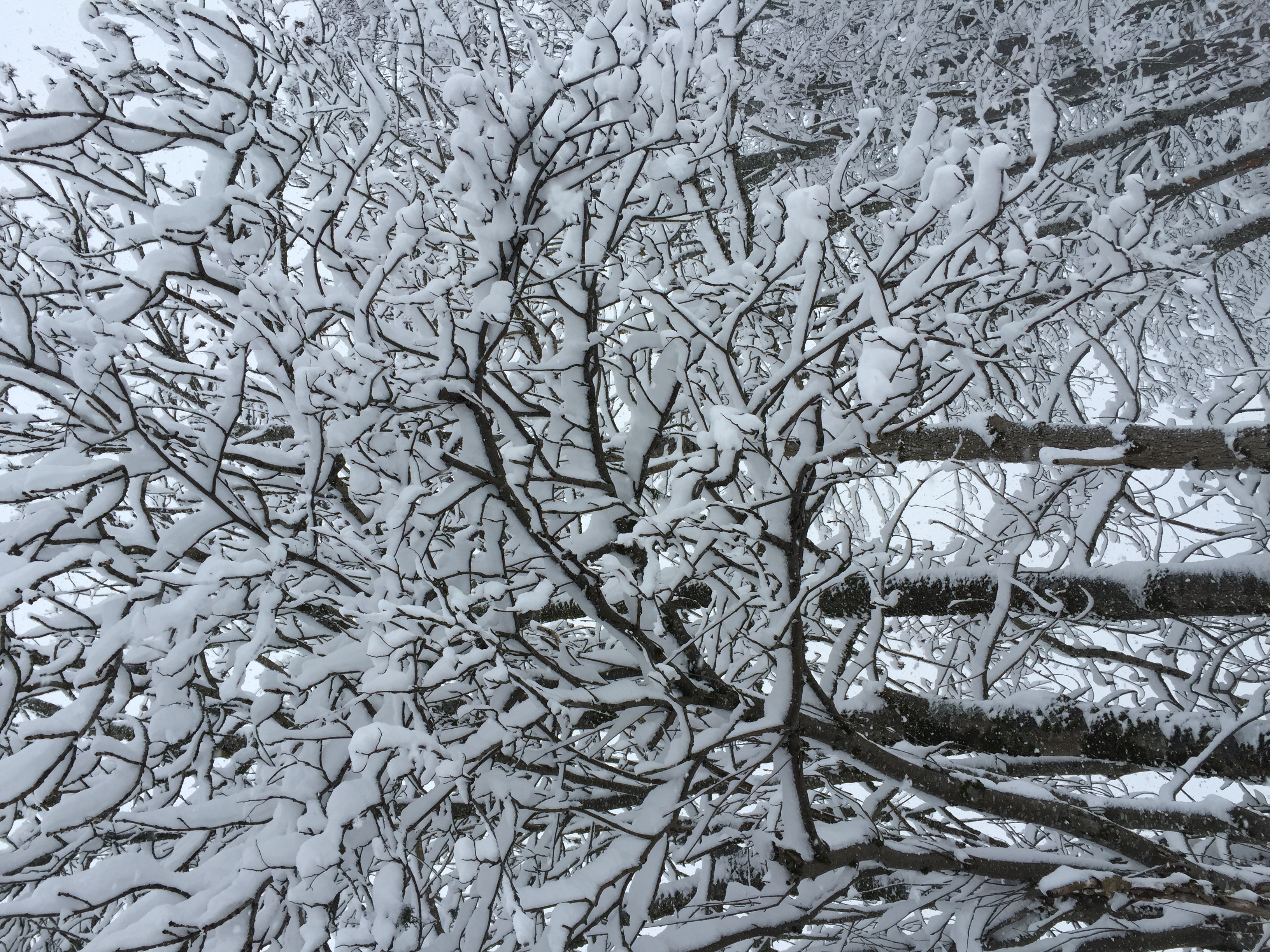 照片 法国(France) 梅杰夫(Megeve) 2016-02 7