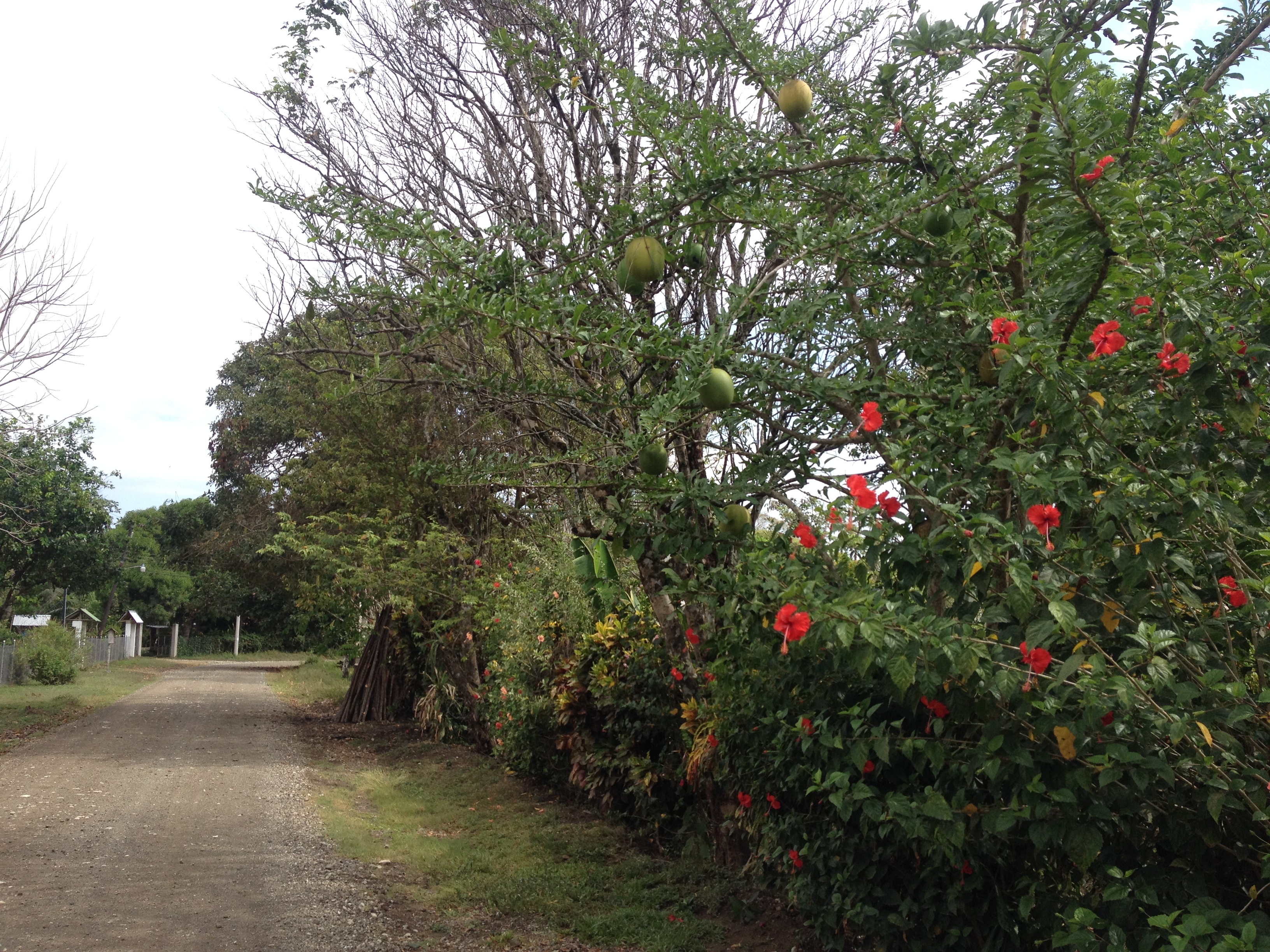 照片 哥斯达黎加(Costa Rica) 蒙特苏马(Montezuma) 2015-03 294