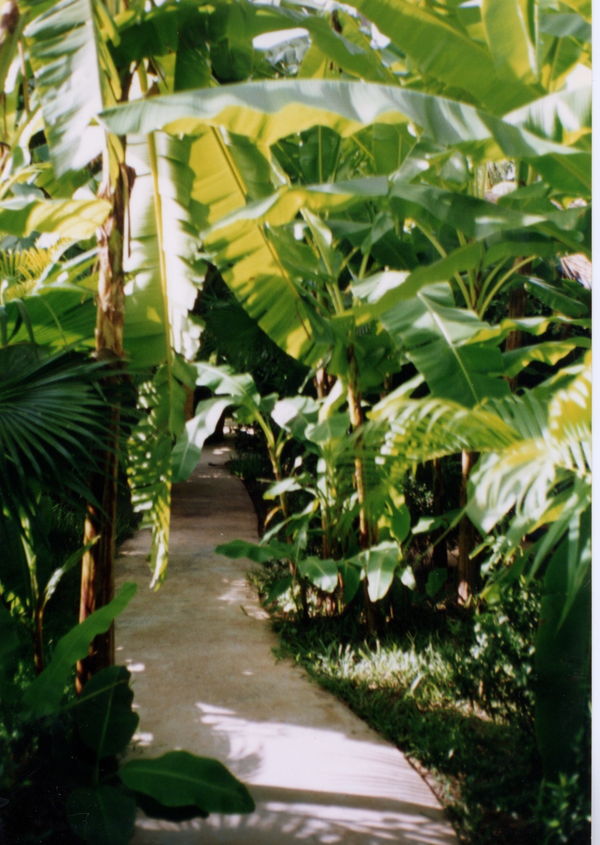 照片 柬埔寨(Cambodia) 金边(Phnom Penh) 1996-06 5