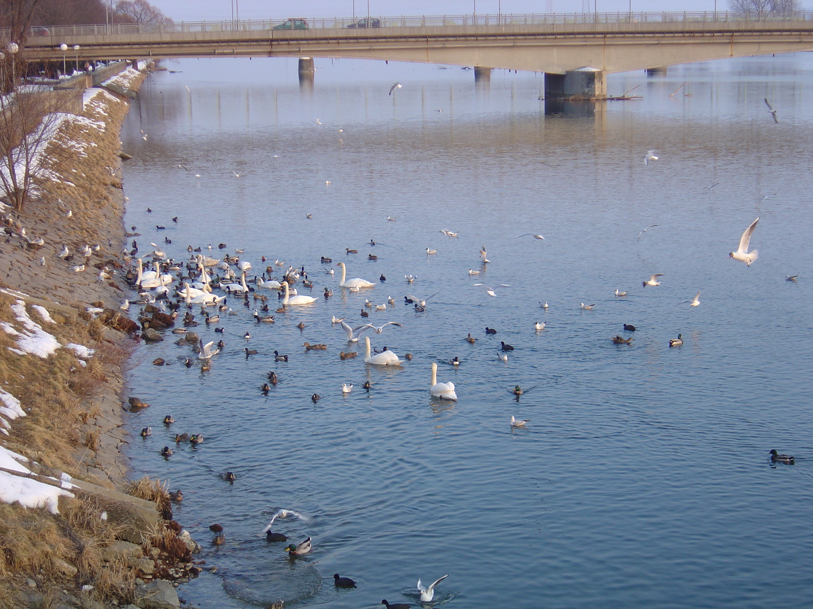 照片 斯洛文尼亚(Slovenia) 普图伊(Ptuj) 2005-03 8