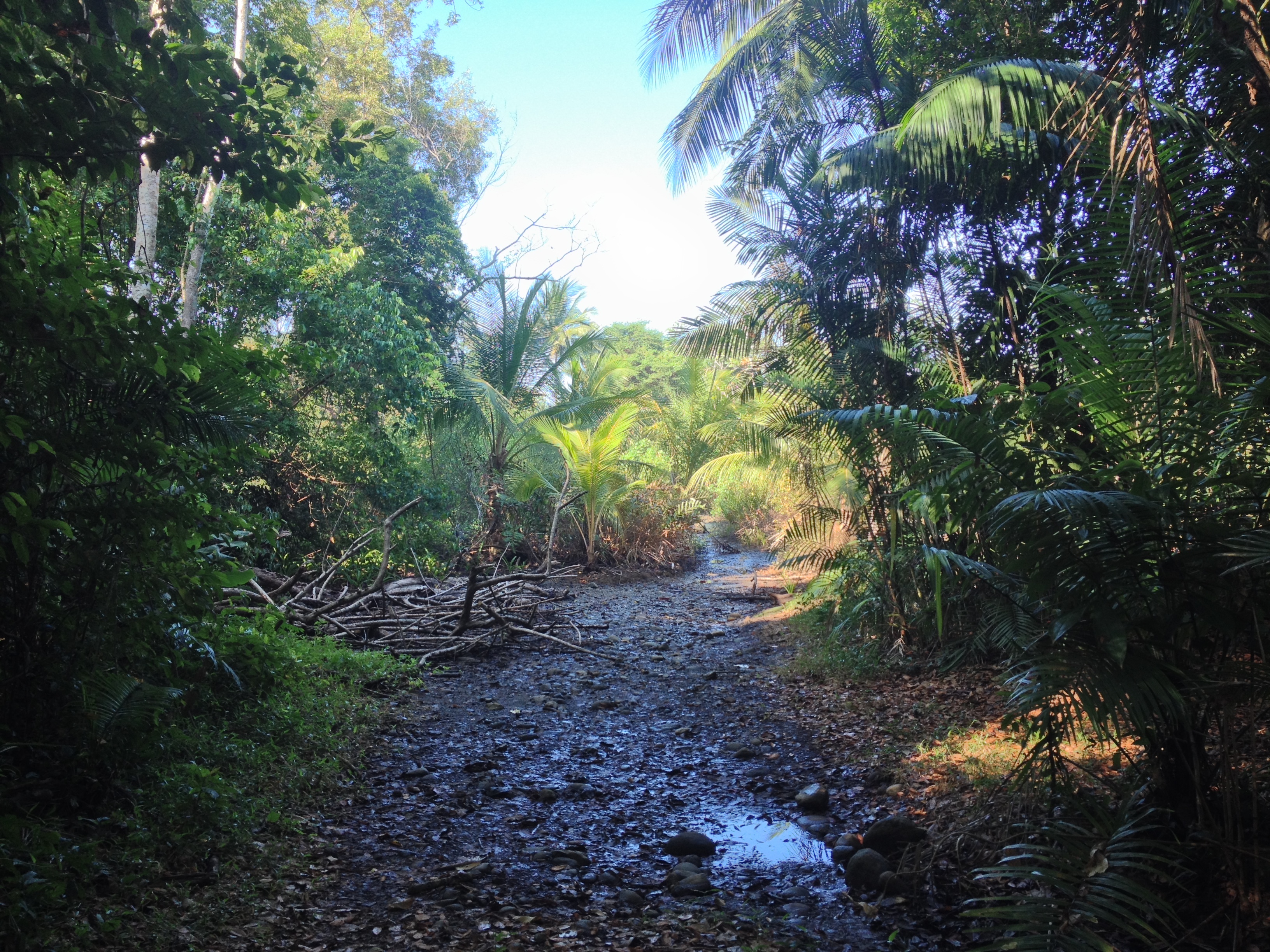 照片 哥斯达黎加(Costa Rica) 乌维塔(Uvita) 2015-03 9