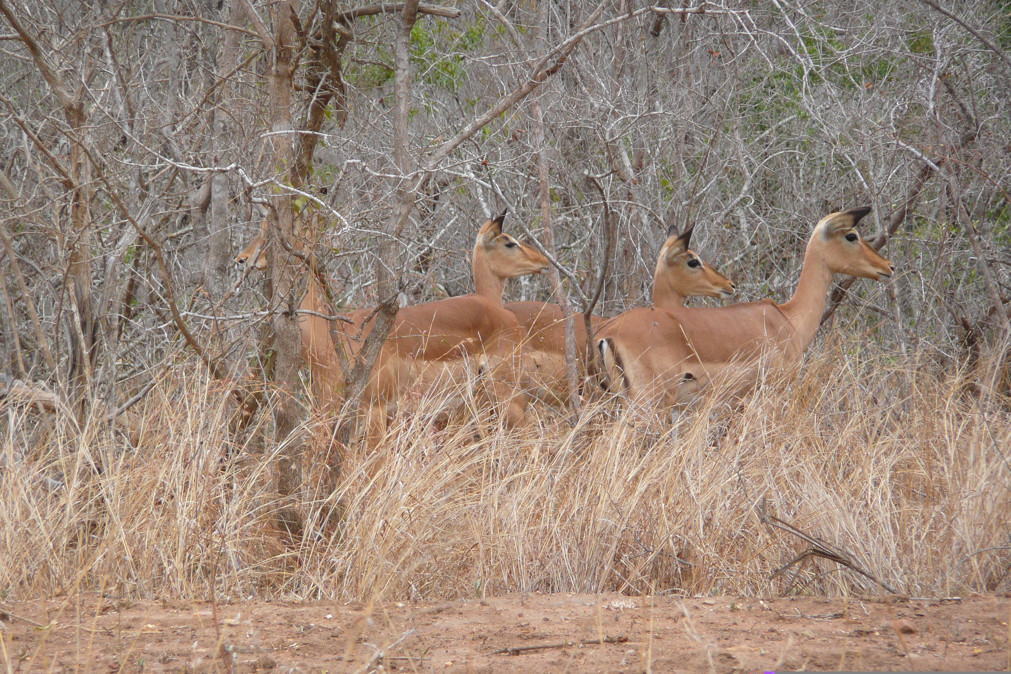 照片 南非(South Africa) 克鲁格国家公园(Kruger National Park) 2008-09 152