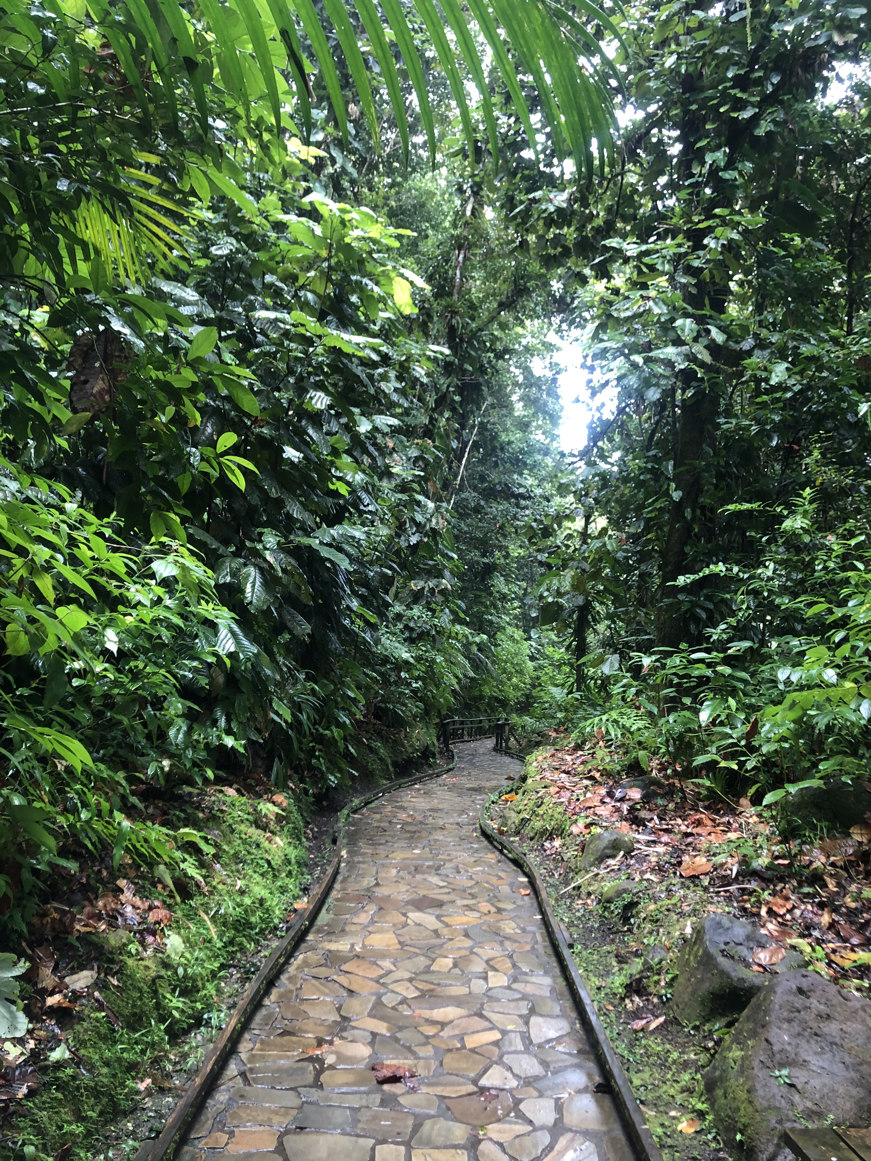 照片 瓜德罗普(Guadeloupe) 螯虾瀑布(Cascade aux ecrevisses) 2021-02 19