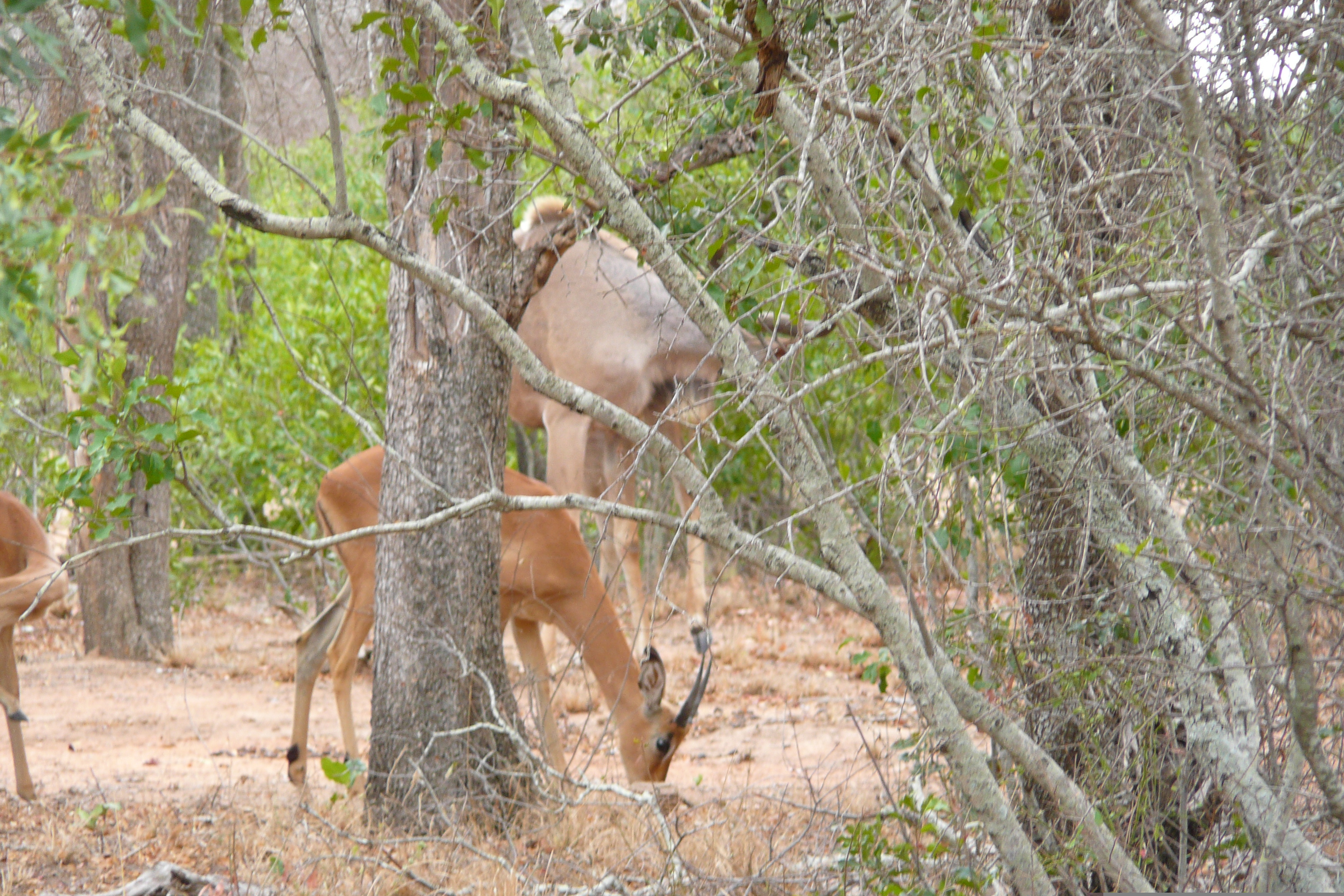 照片 南非(South Africa) 克鲁格国家公园(Kruger National Park) 2008-09 78