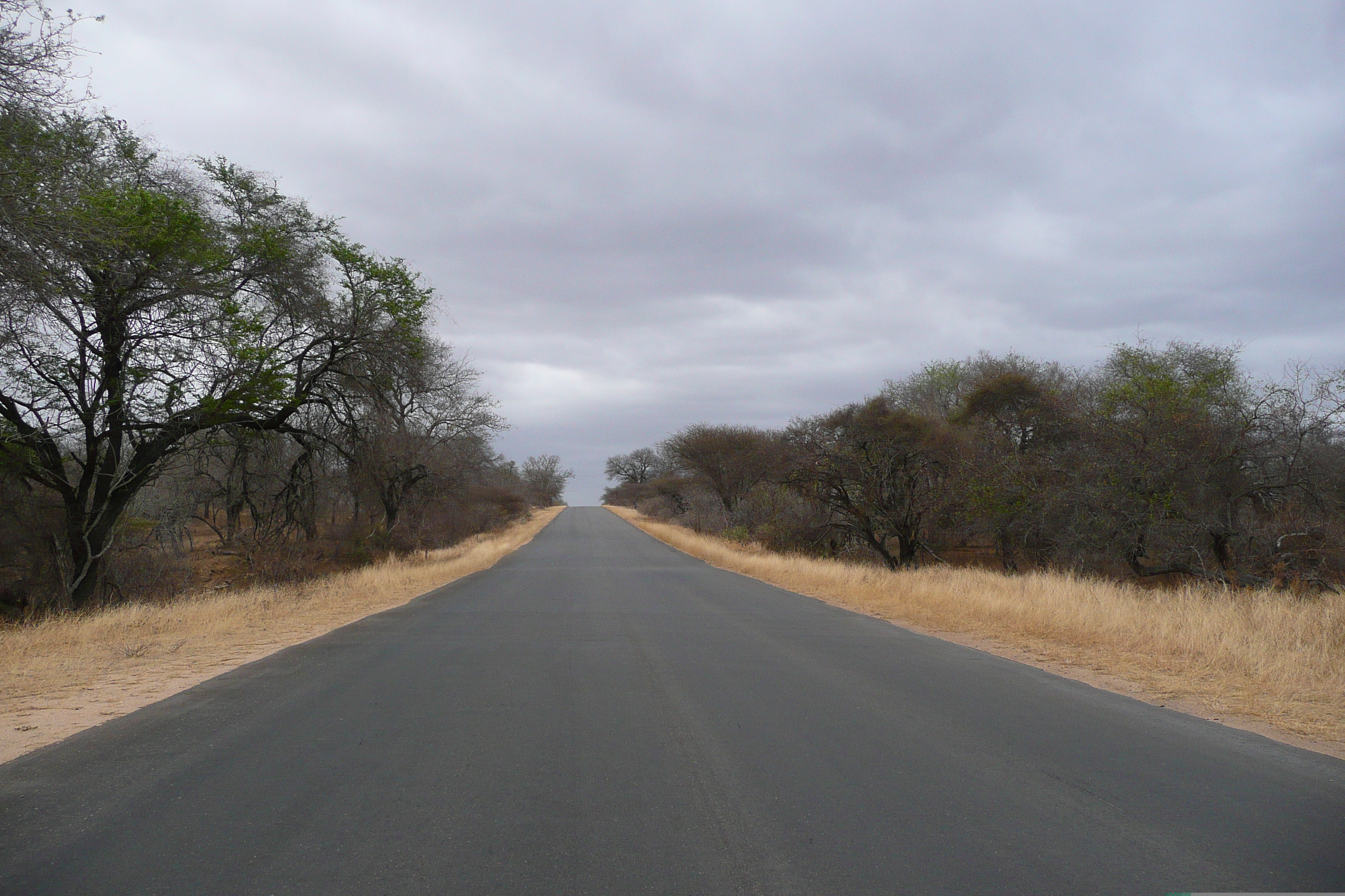 照片 南非(South Africa) 克鲁格国家公园(Kruger National Park) 萨布尔河(Sable River) 2008-09 82