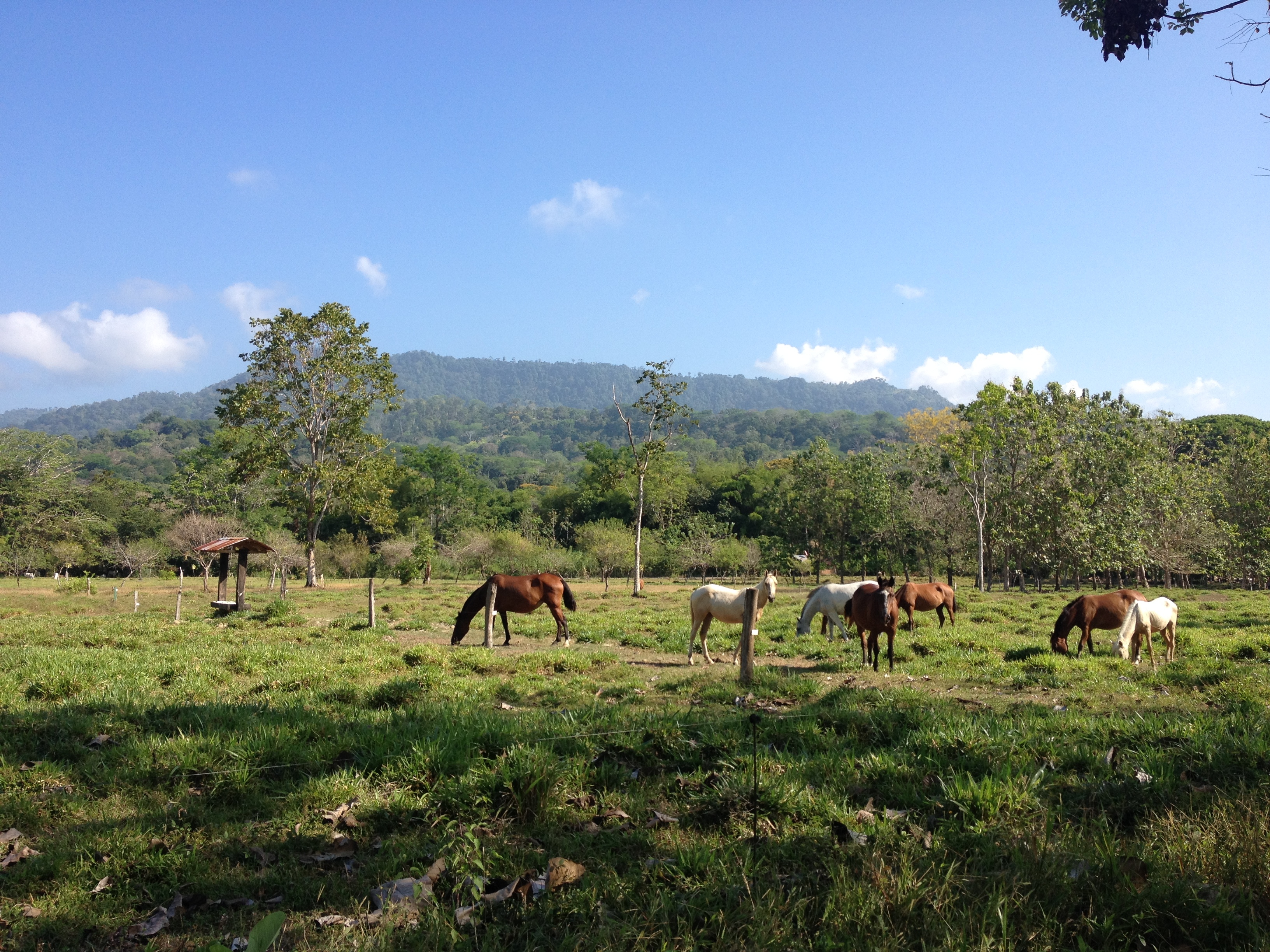 照片 哥斯达黎加(Costa Rica) 2015-03 15