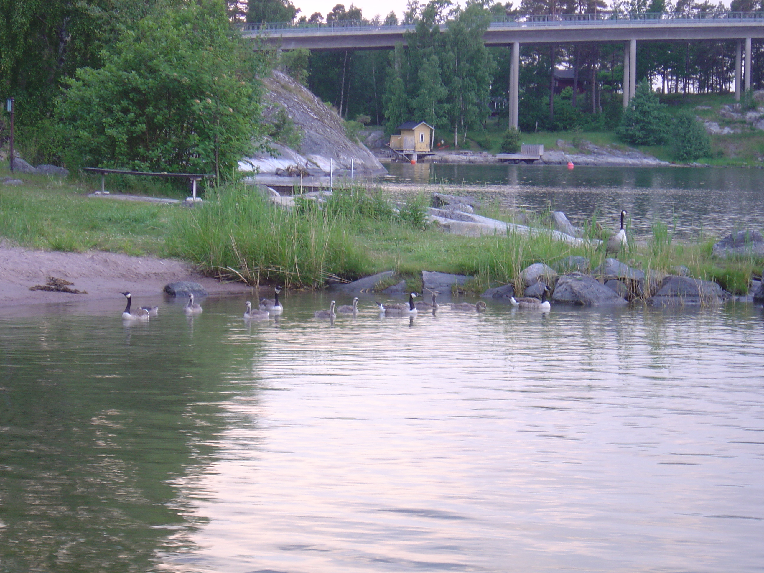 照片 瑞典(Sweden) 斯塔夫内斯(Stavnas) 2005-06 10