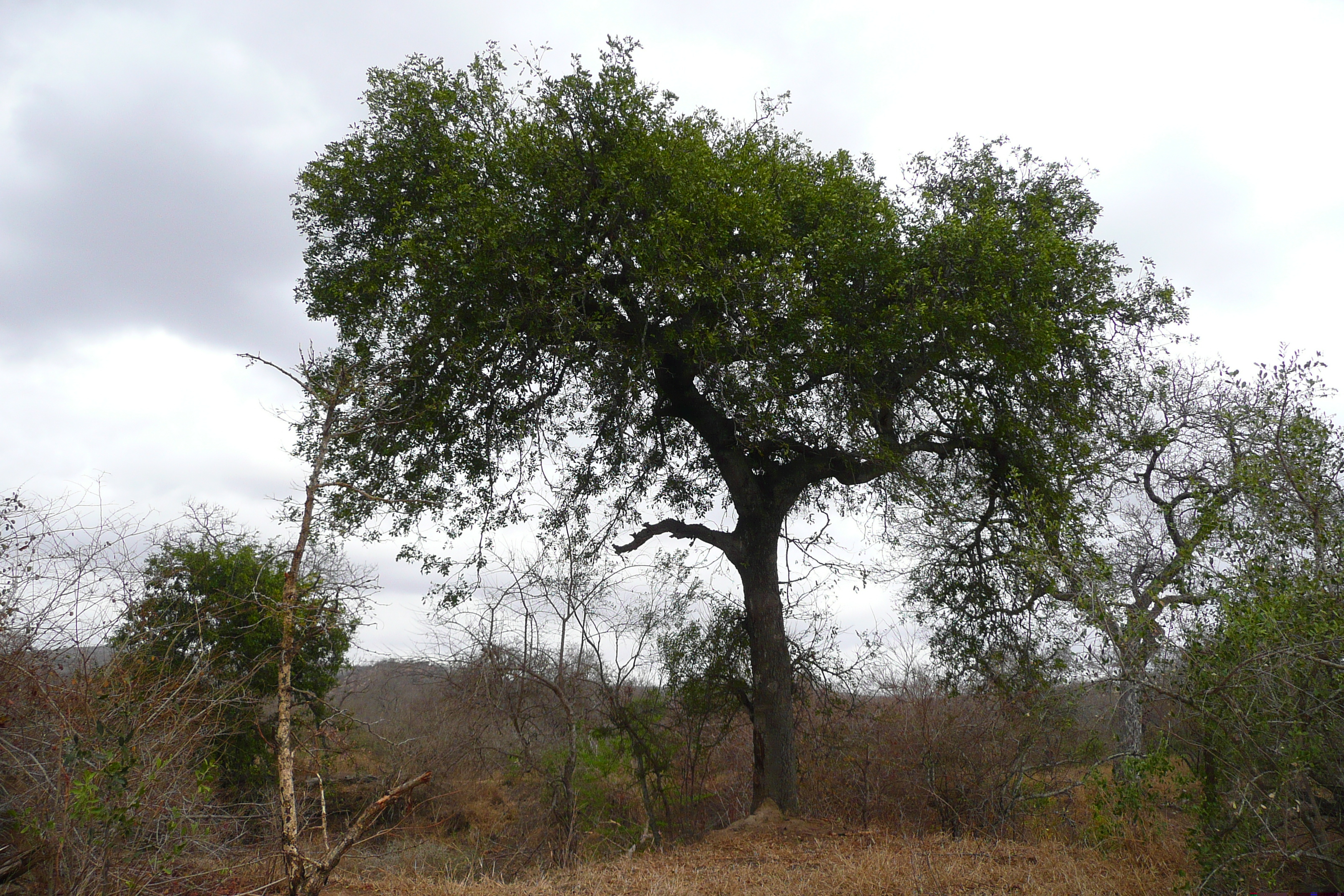 照片 南非(South Africa) 克鲁格国家公园(Kruger National Park) 2008-09 108