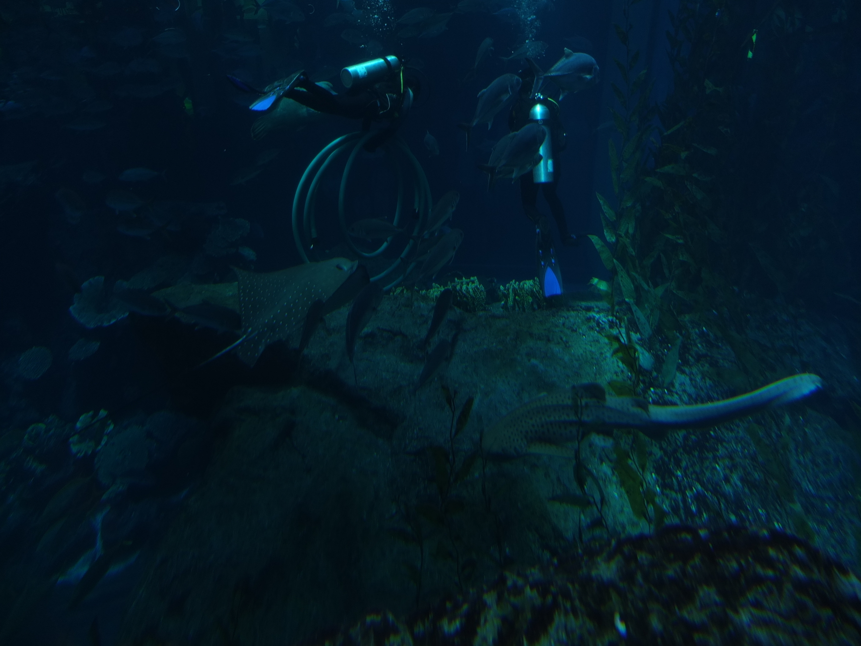 照片 阿联酋(United Arab Emirates) 迪拜(Dubai) 迪拜购物中心(The Dubai Mall) 2011-12 44