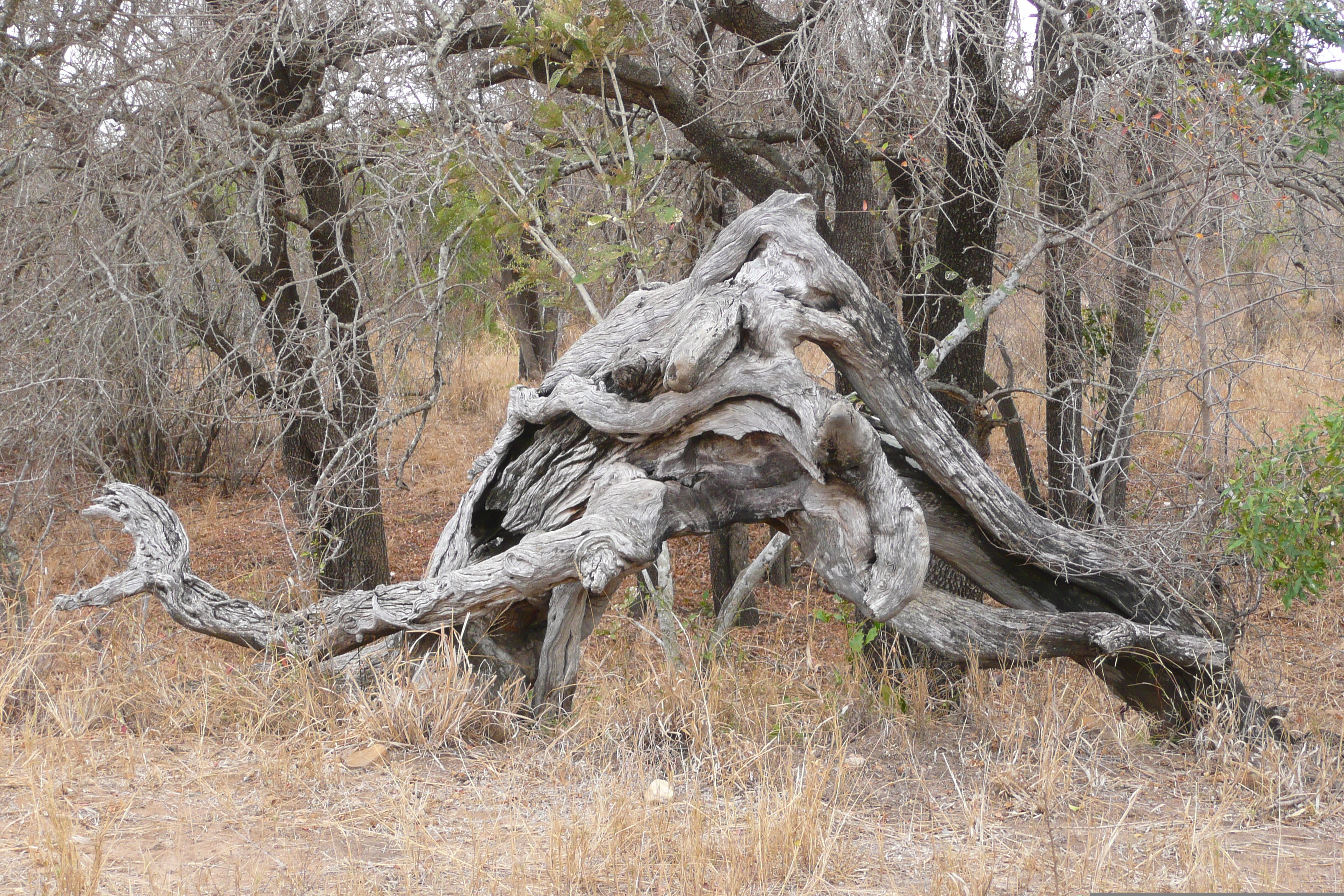 照片 南非(South Africa) 克鲁格国家公园(Kruger National Park) 2008-09 163