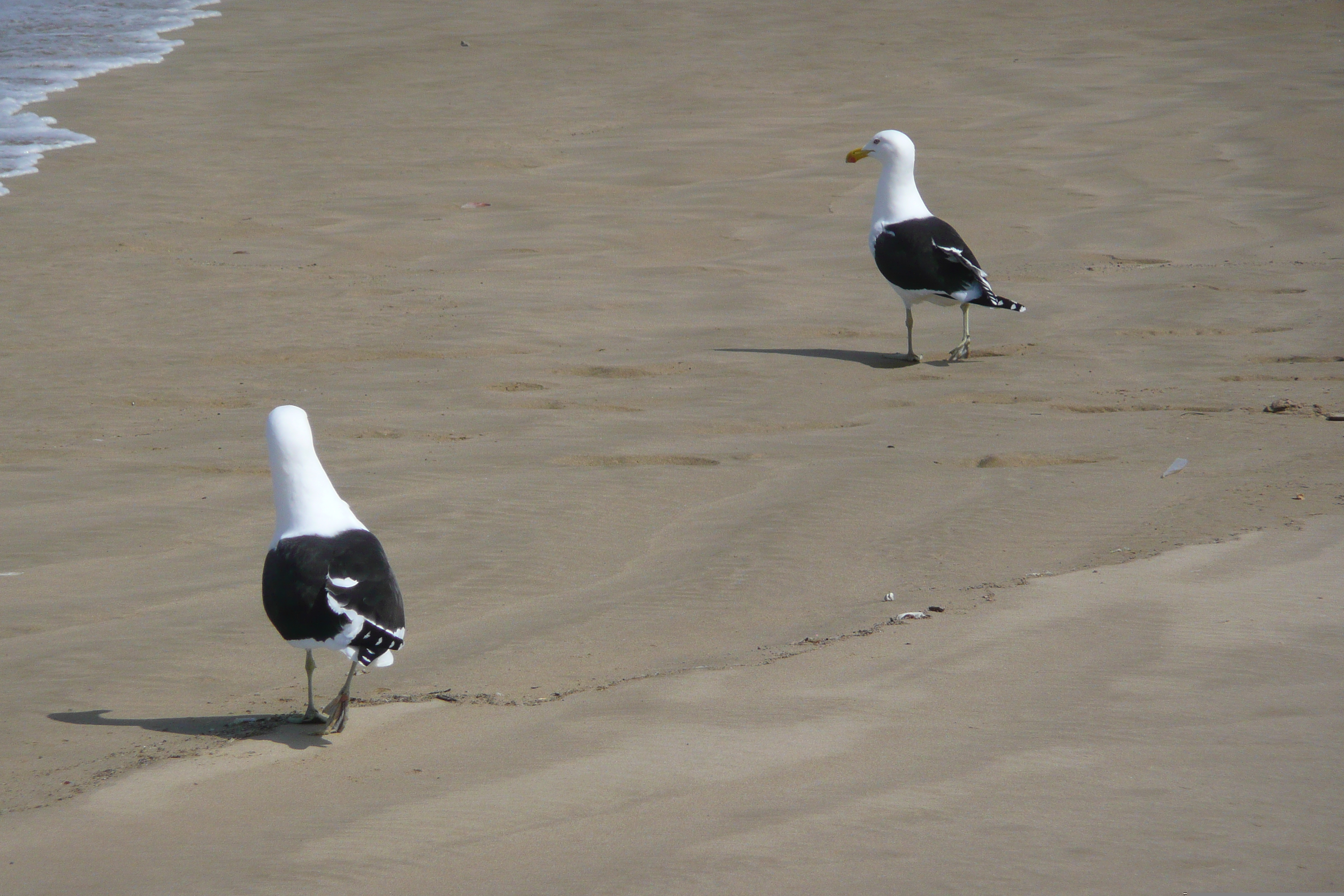 照片 南非(South Africa) 赫曼努斯至克尼斯纳公路(Harmanus to Knysna road) 2008-09 107