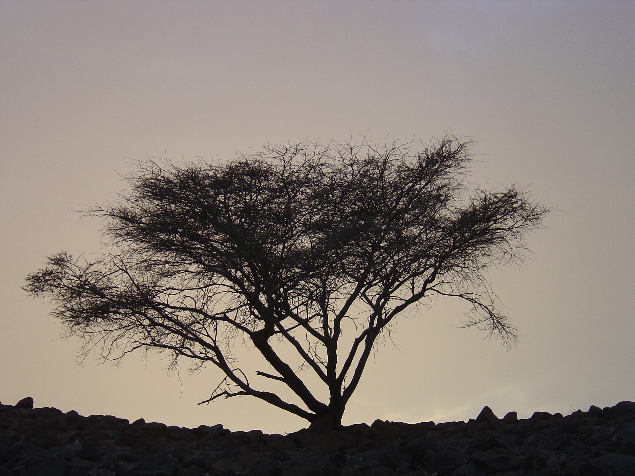 照片 阿曼(Oman) 布赖米至苏哈尔公路(Buraimi to Sohar road) 2005-03 32