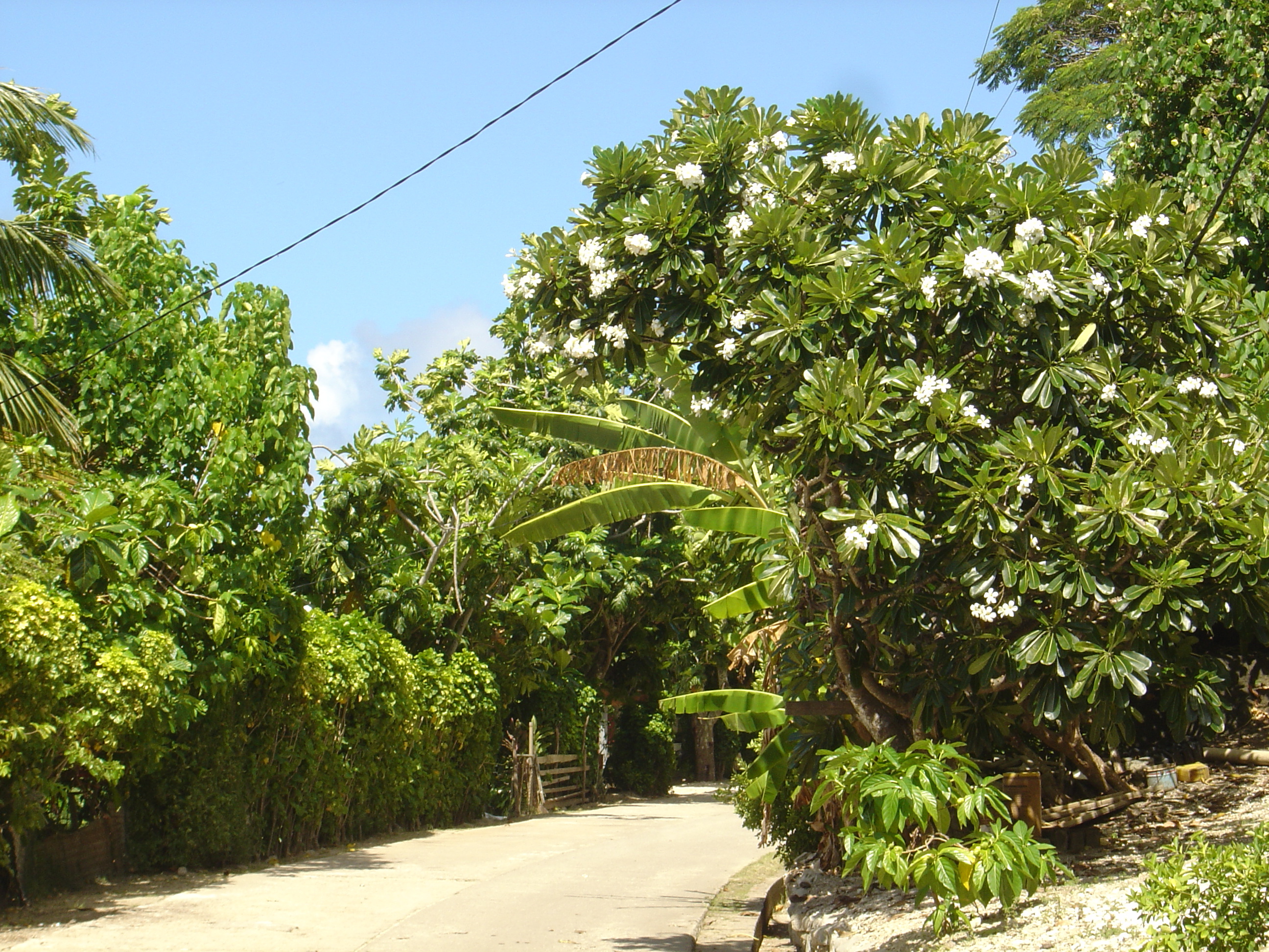 照片 波利尼西亚(Polynesia) 波拉波拉岛(Bora Bora) 2006-04 79