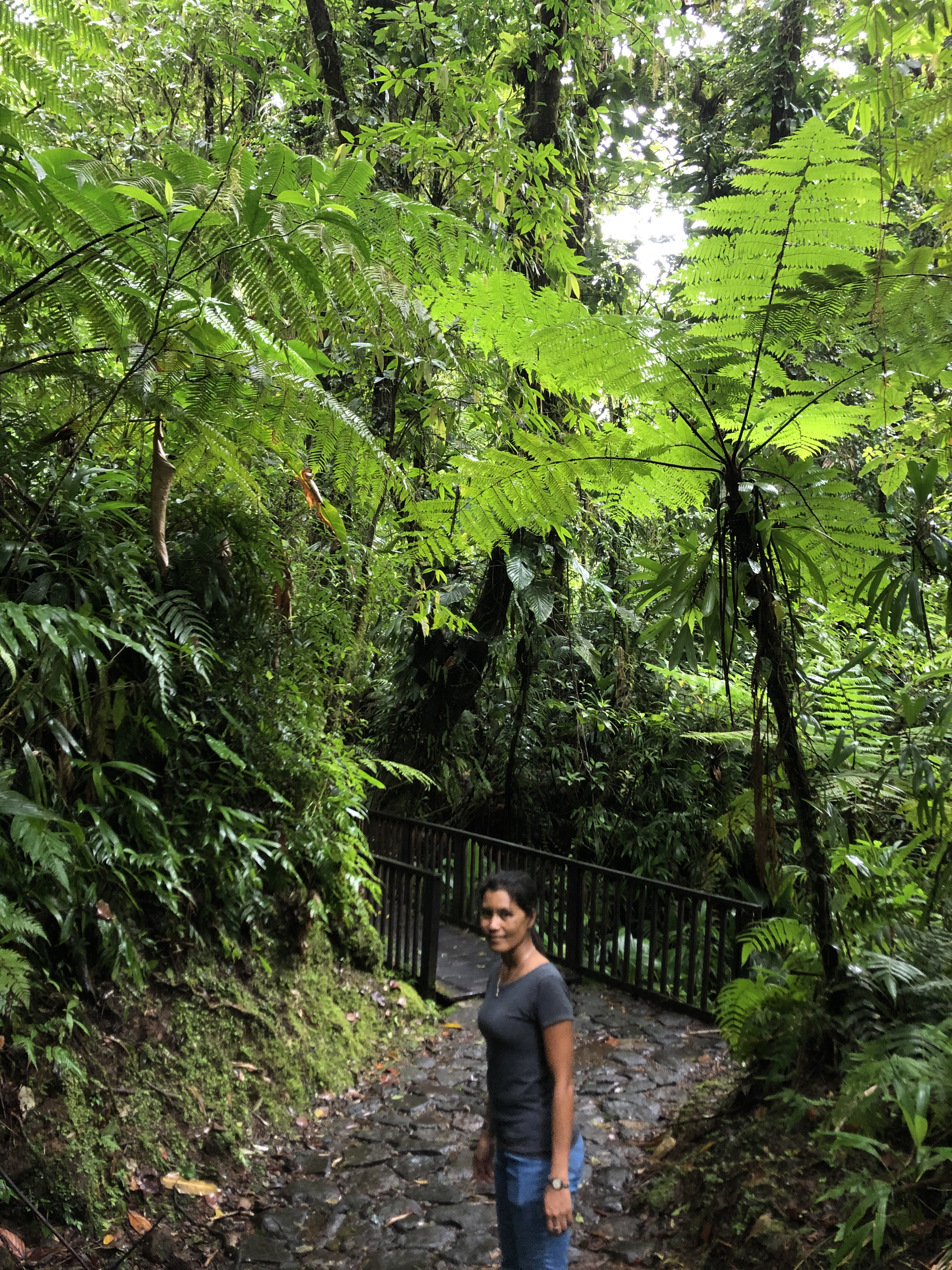 照片 瓜德罗普(Guadeloupe) 卡尔贝瀑布(Carbet Falls) 2021-02 37