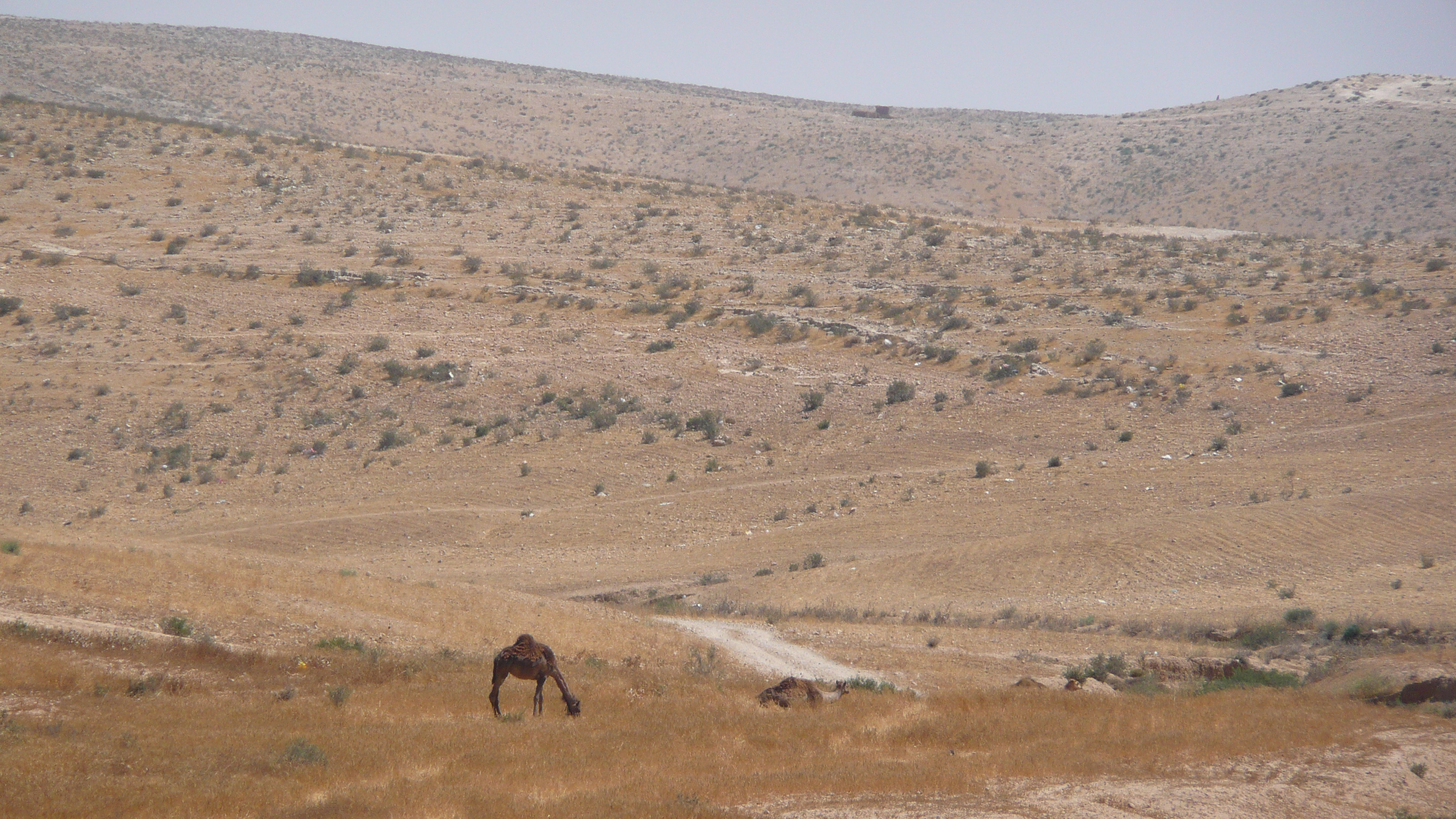 照片 以色列(Israel) 阿什凯隆至阿拉德公路(Ashkelon to Arad road) 2007-06 11