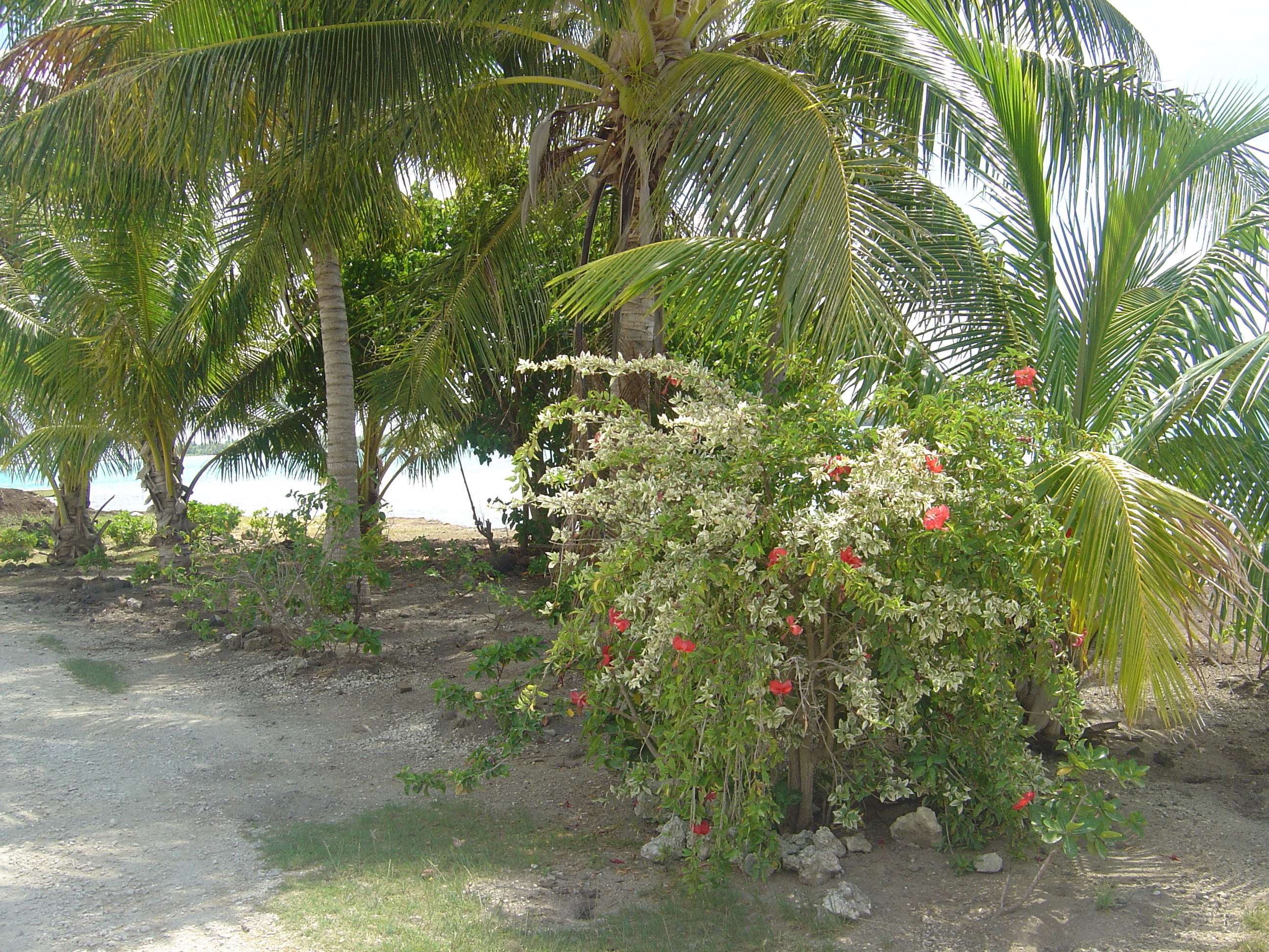 照片 波利尼西亚(Polynesia) 波拉波拉岛(Bora Bora) 2006-04 89