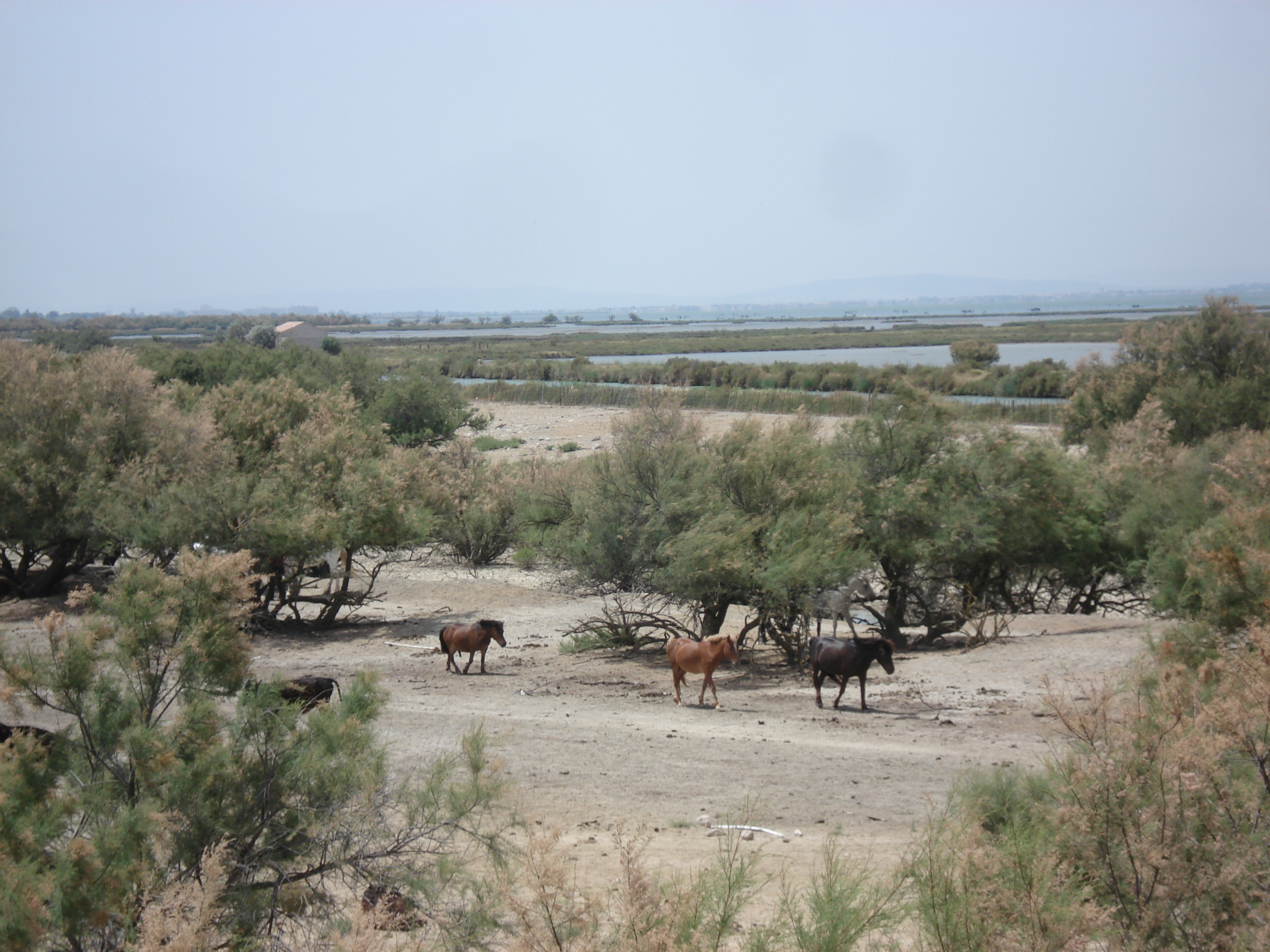照片 法国(France) 卡马格(Camargue) 2006-06 7