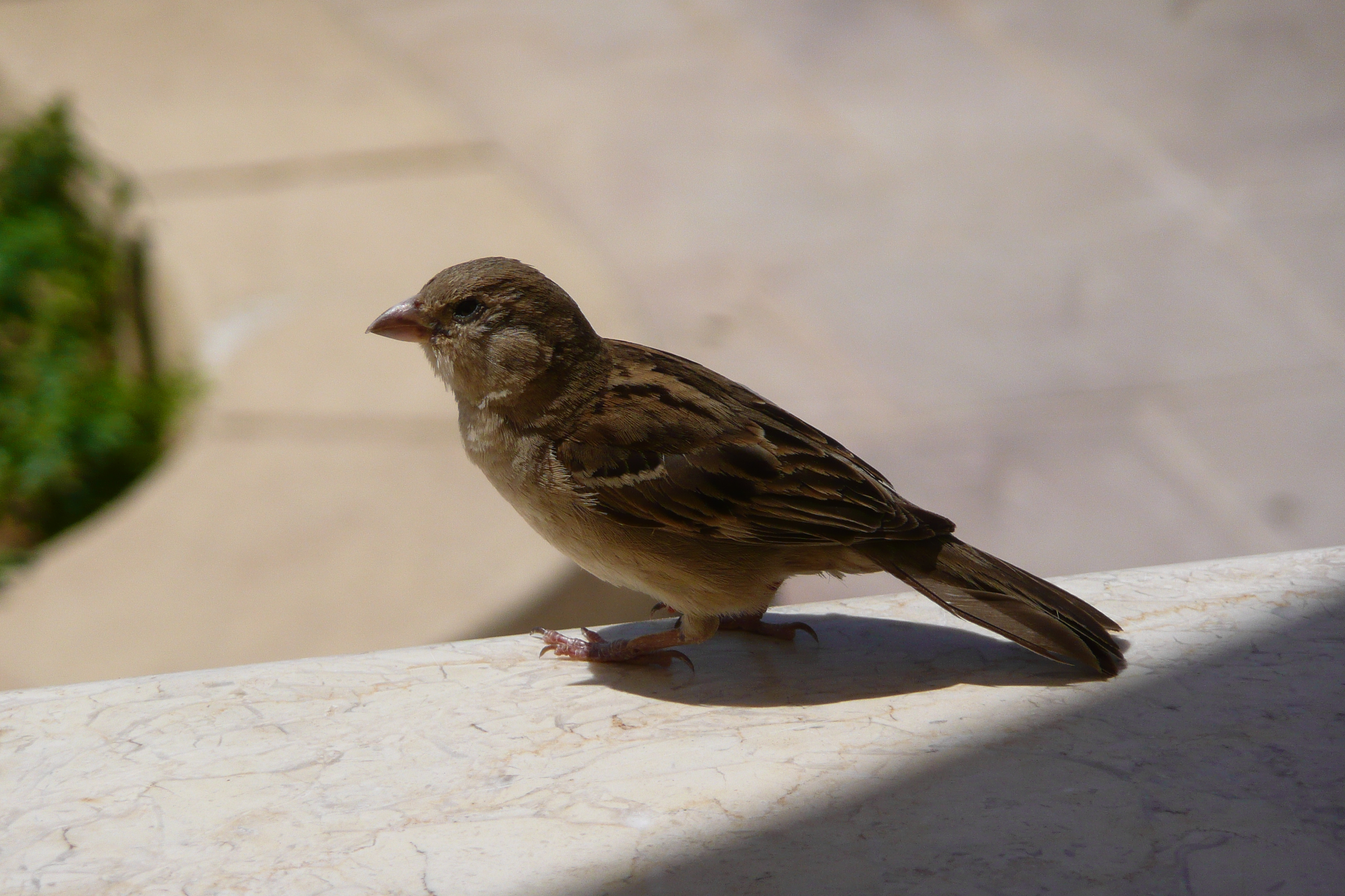 照片 埃及(Egypt) 沙姆沙伊赫(Sharm el Sheikh) 凯悦酒店(Hyatt Hotel) 2008-06 29