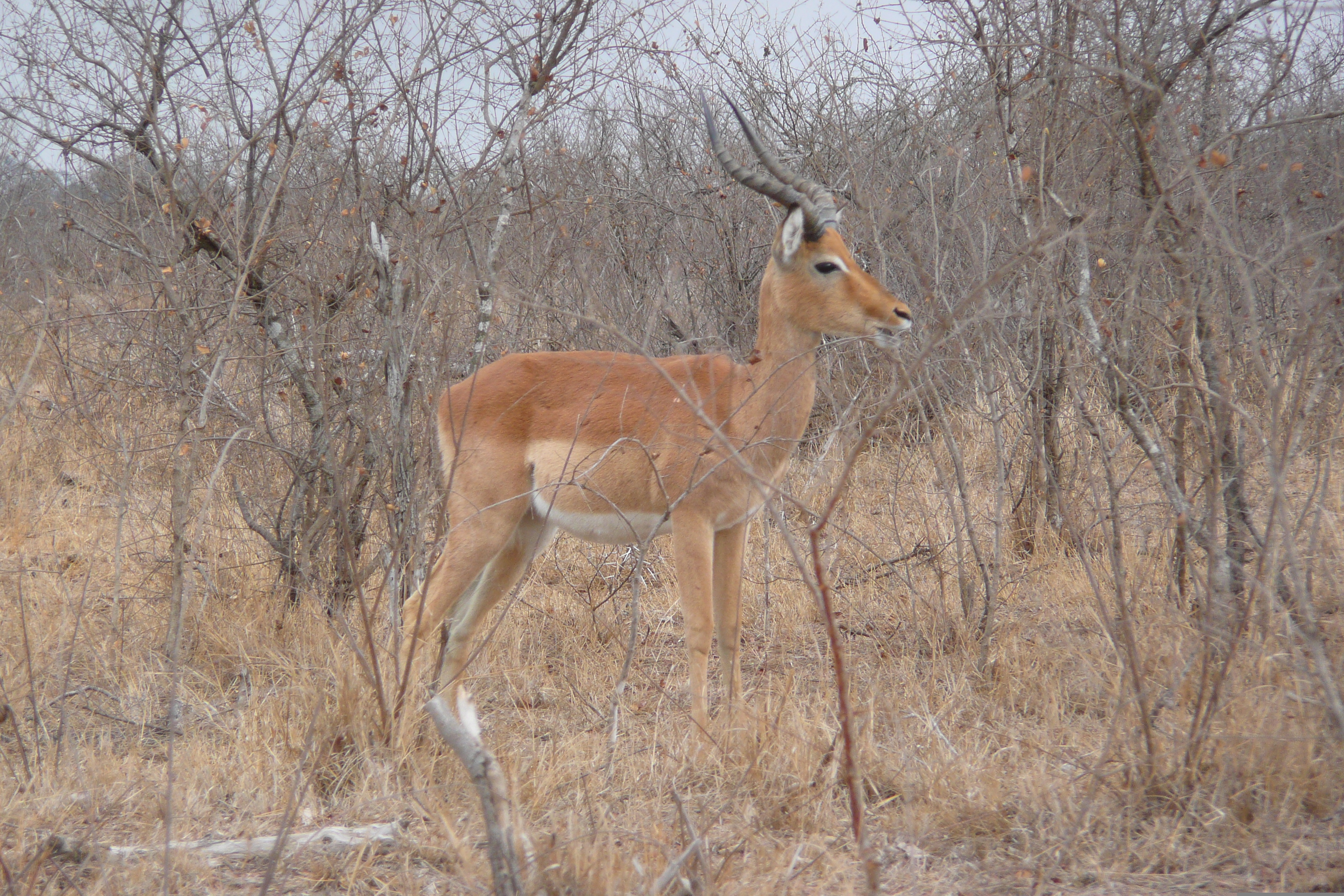 照片 南非(South Africa) 克鲁格国家公园(Kruger National Park) 鳄鱼河公路(Crocodile River road) 2008-09 2