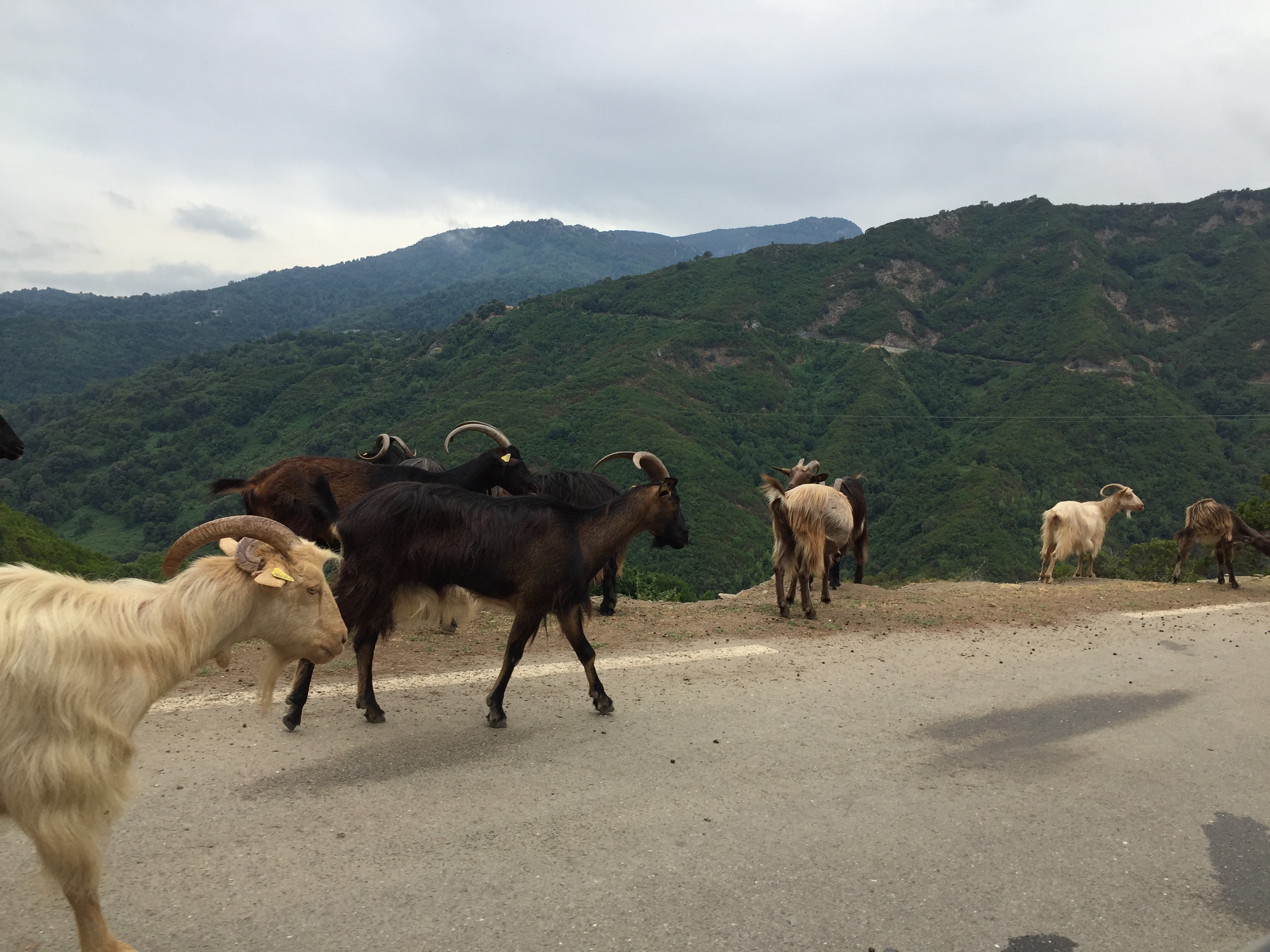 照片 法国(France) 科西嘉岛(Corsica) 阿莱萨尼山谷(Valle d'alesani) 2017-07 13