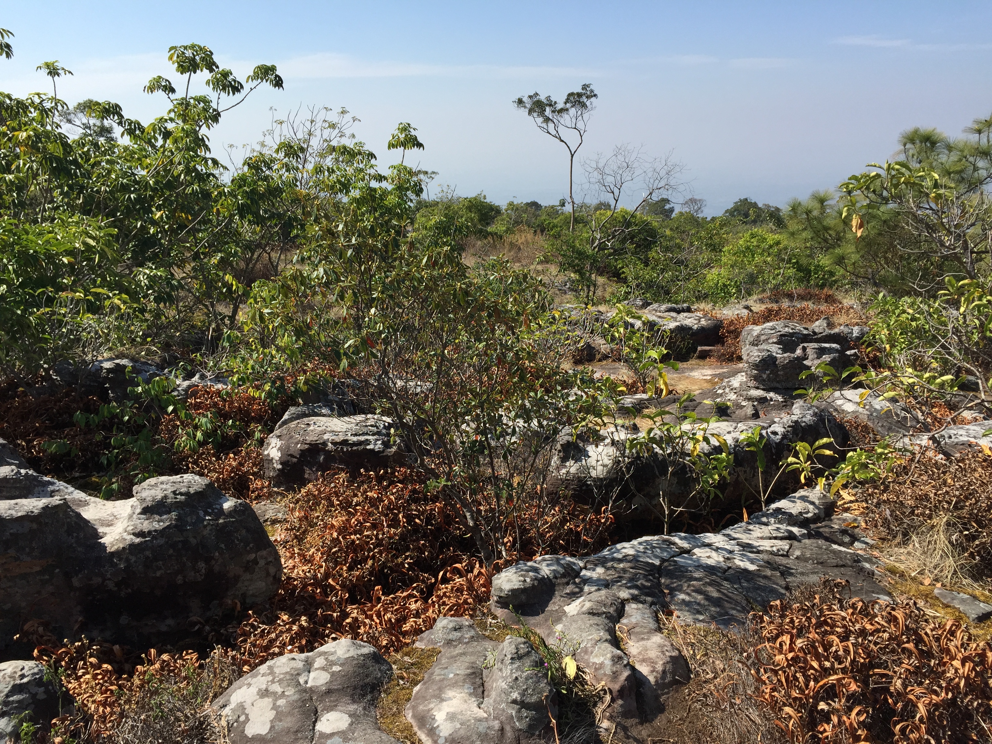 照片 泰国(Thailand) 普欣隆卡国家公园(Phu Hin Rong Kla National Park) 2014-12 327