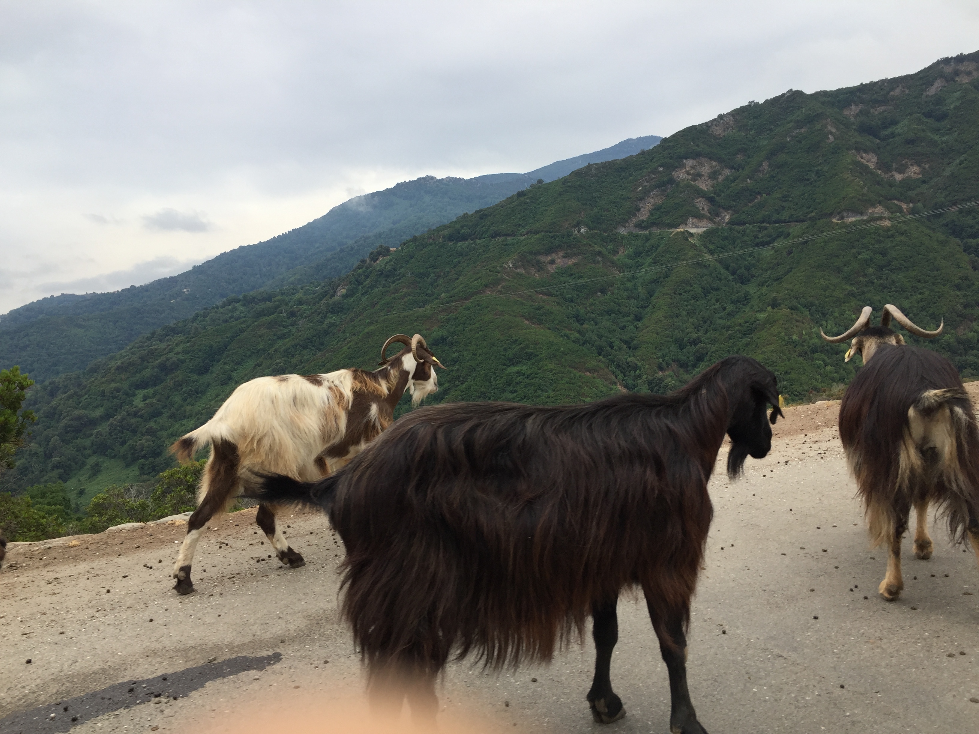 照片 法国(France) 科西嘉岛(Corsica) 阿莱萨尼山谷(Valle d'alesani) 2017-07 18